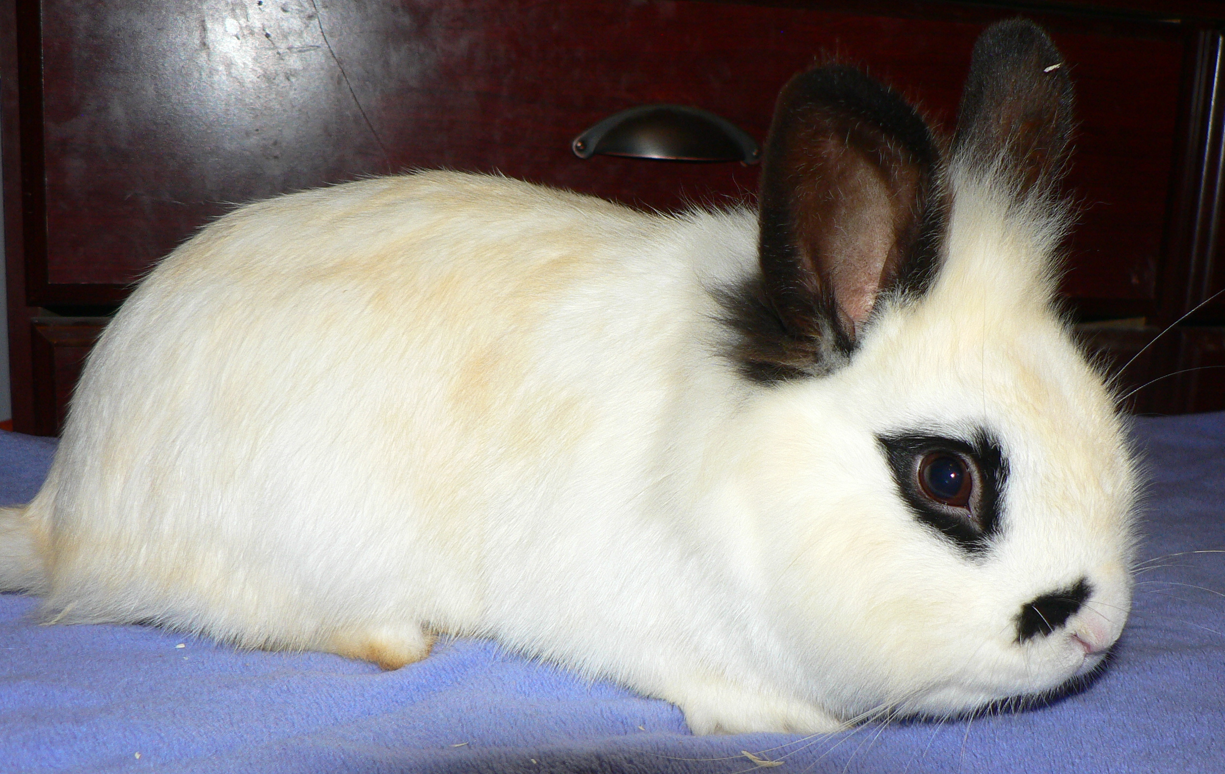 Oscar, Arnold's cage mate
Lionhead buck