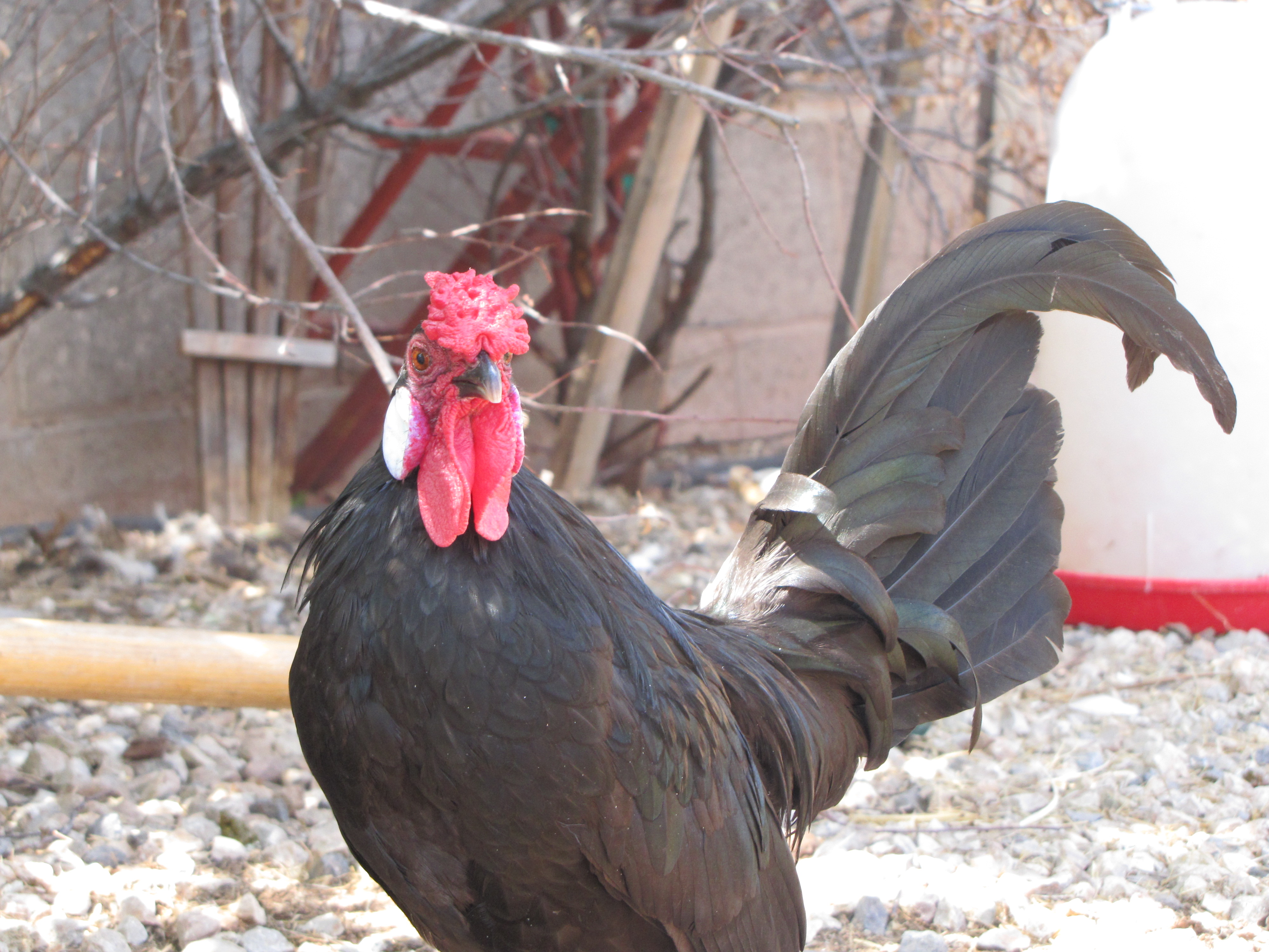 Oscar the Rosecomb Bantam Rooster