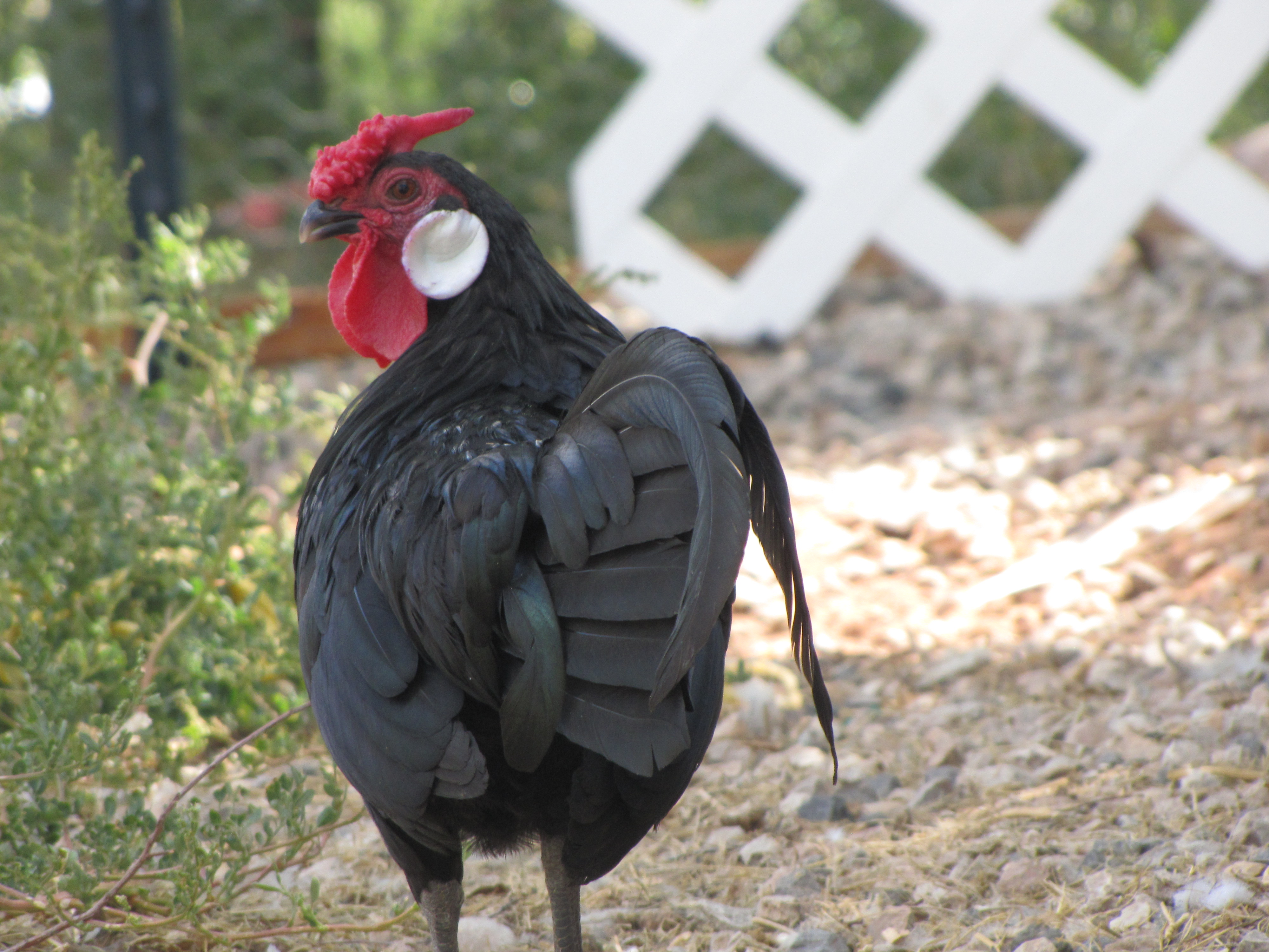 Oscar the Rosecomb Bantam Rooster
