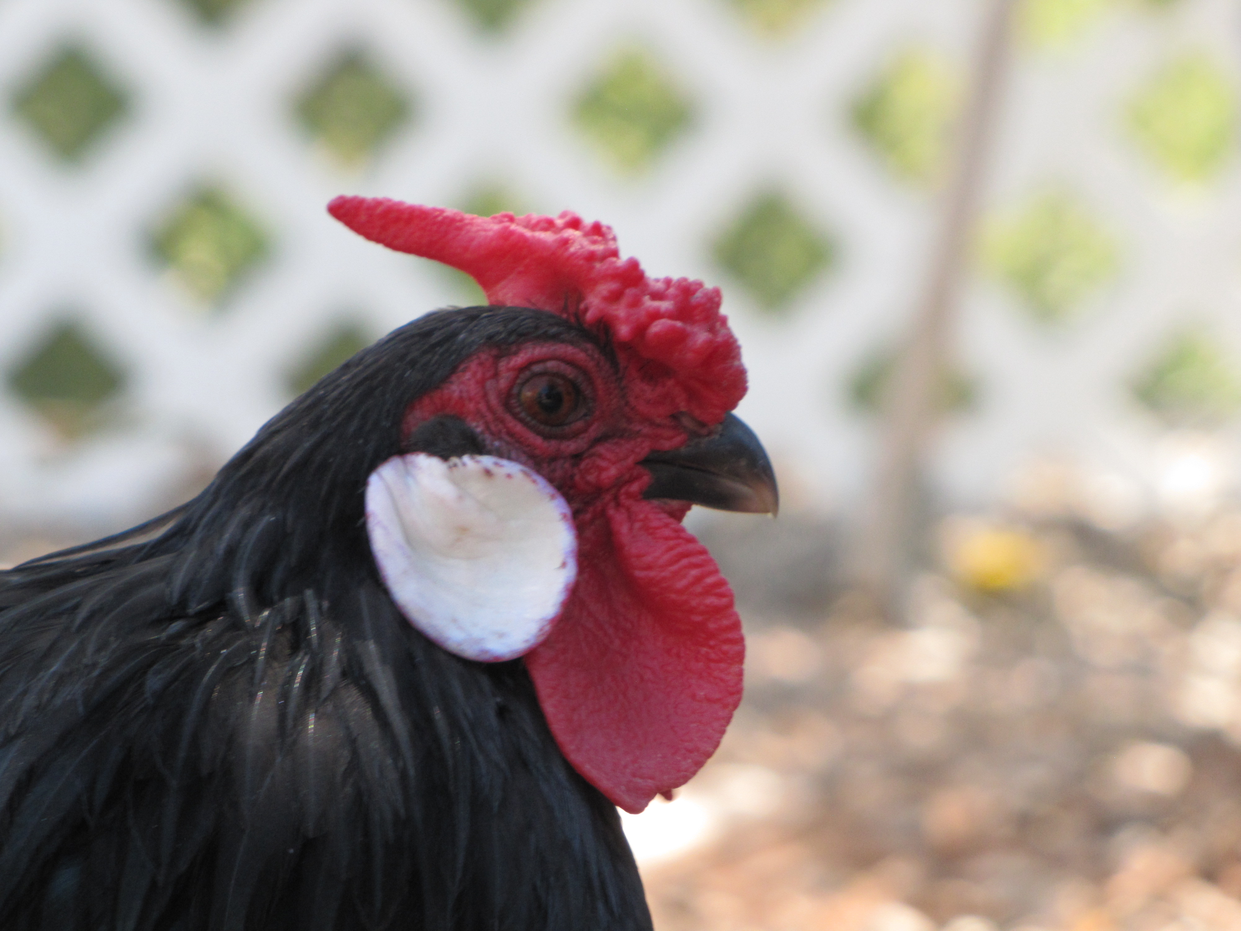 Oscar the Rosecomb Bantam Rooster