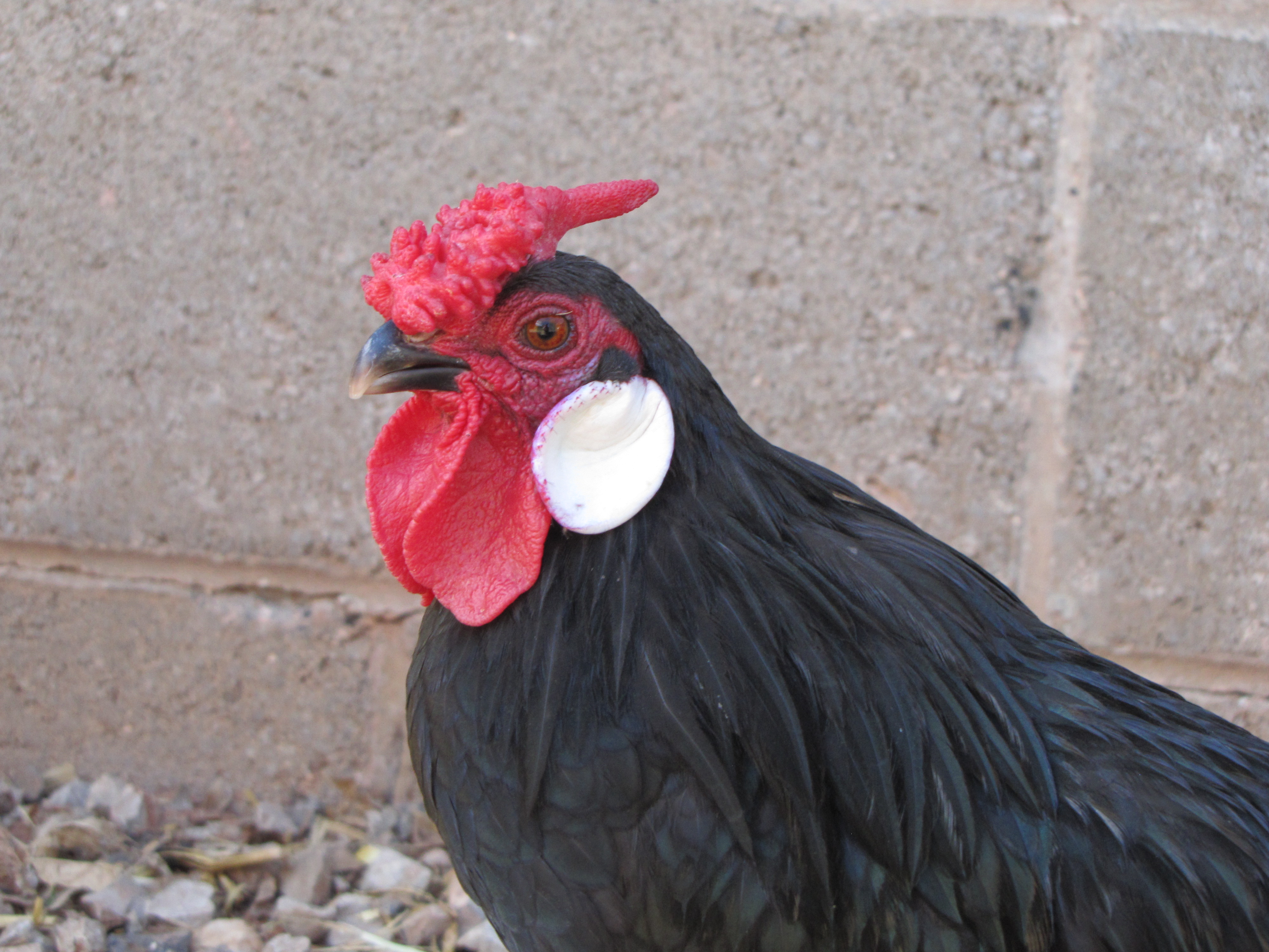 Oscar the Rosecomb Bantam Rooster