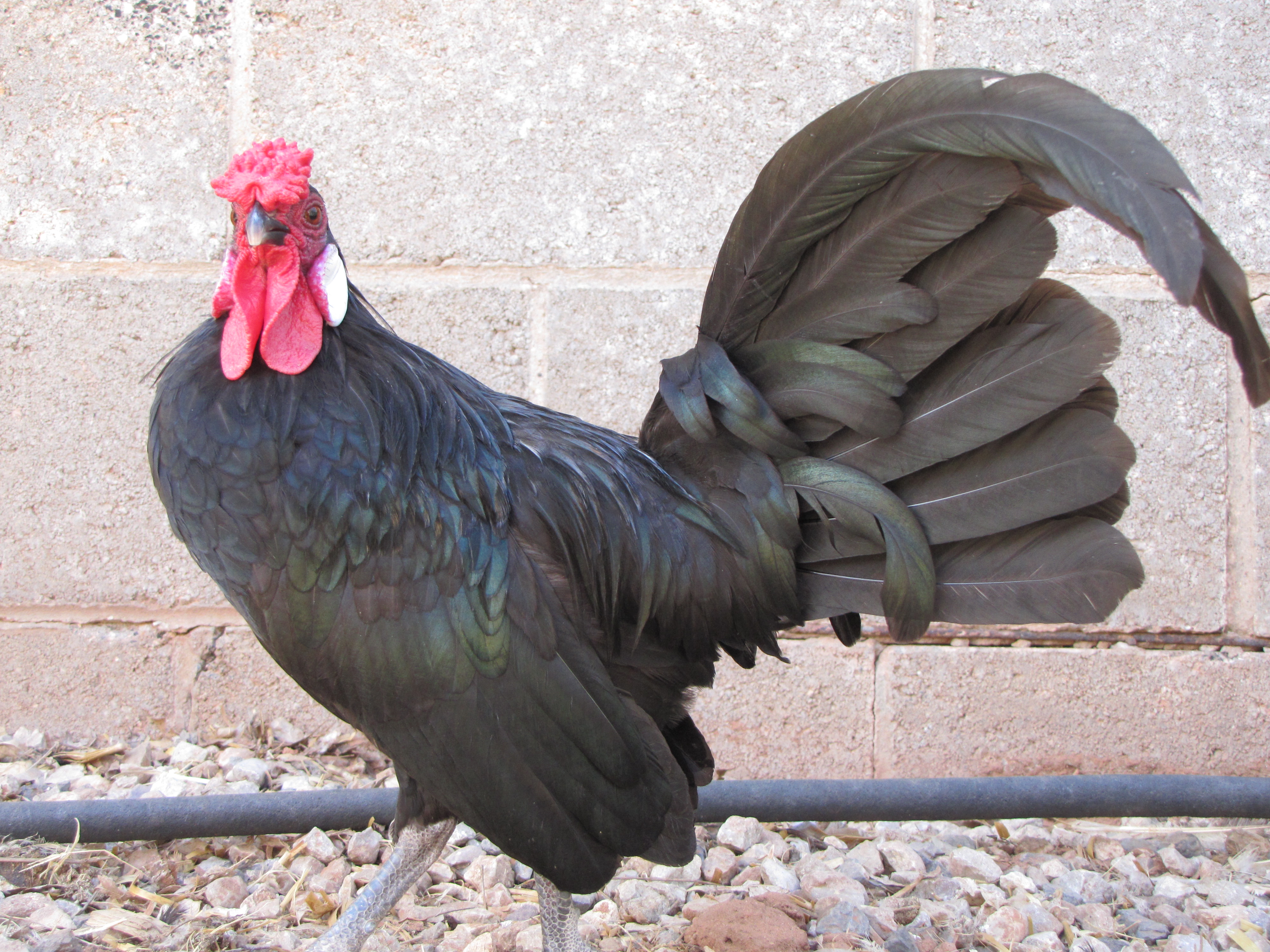 Oscar the Rosecomb Bantam Rooster