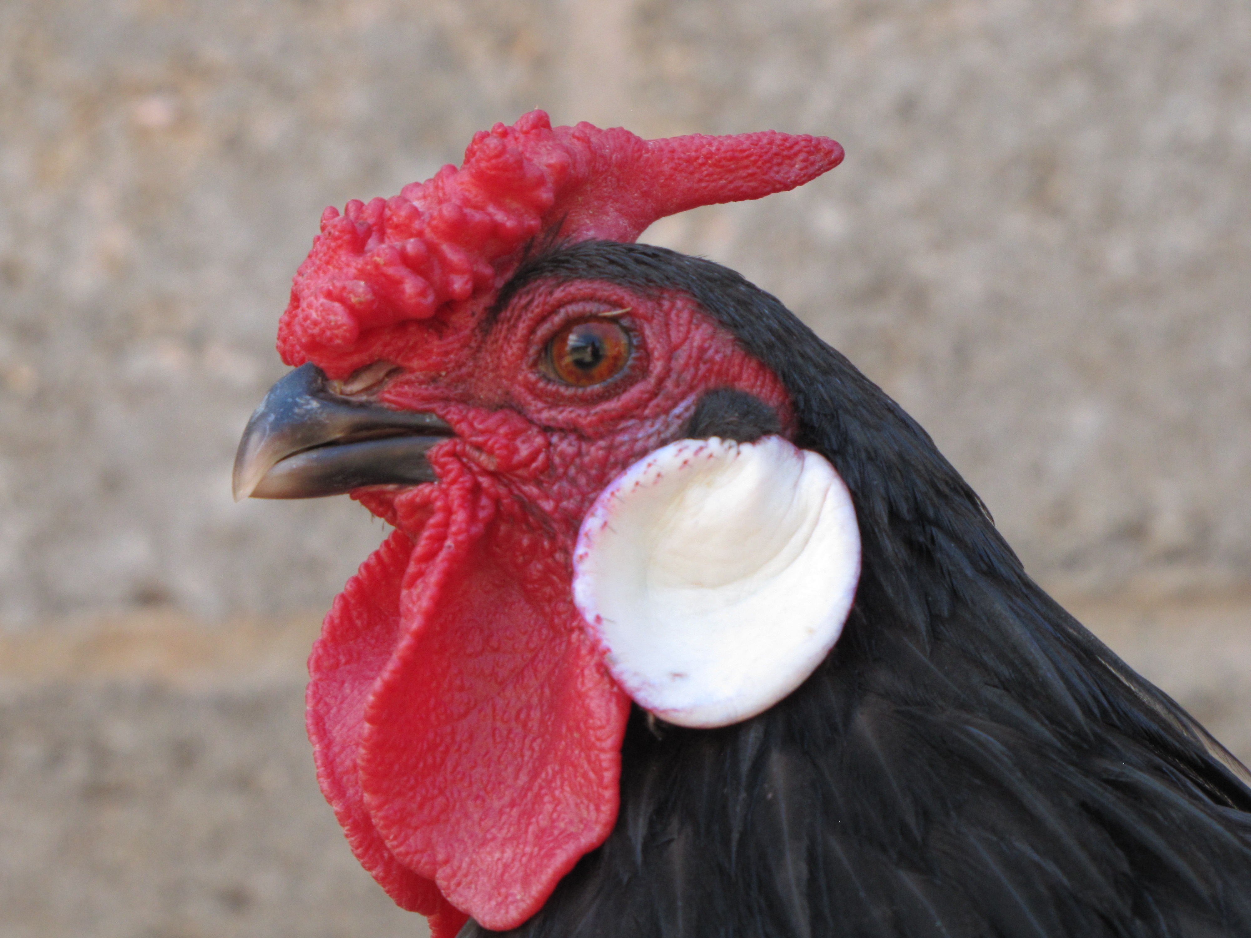 Oscar the Rosecomb Bantam Rooster