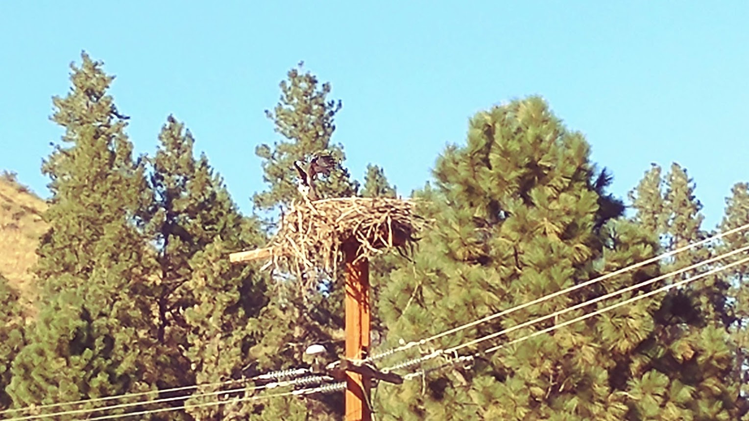 Osprey Nest