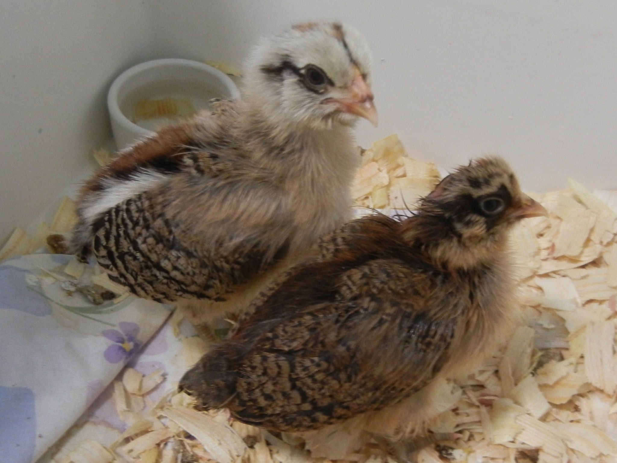 Ostara and Arya:  These 2 cuties turned out to be Easter Eggers, not Ameraucanas like I had thought.