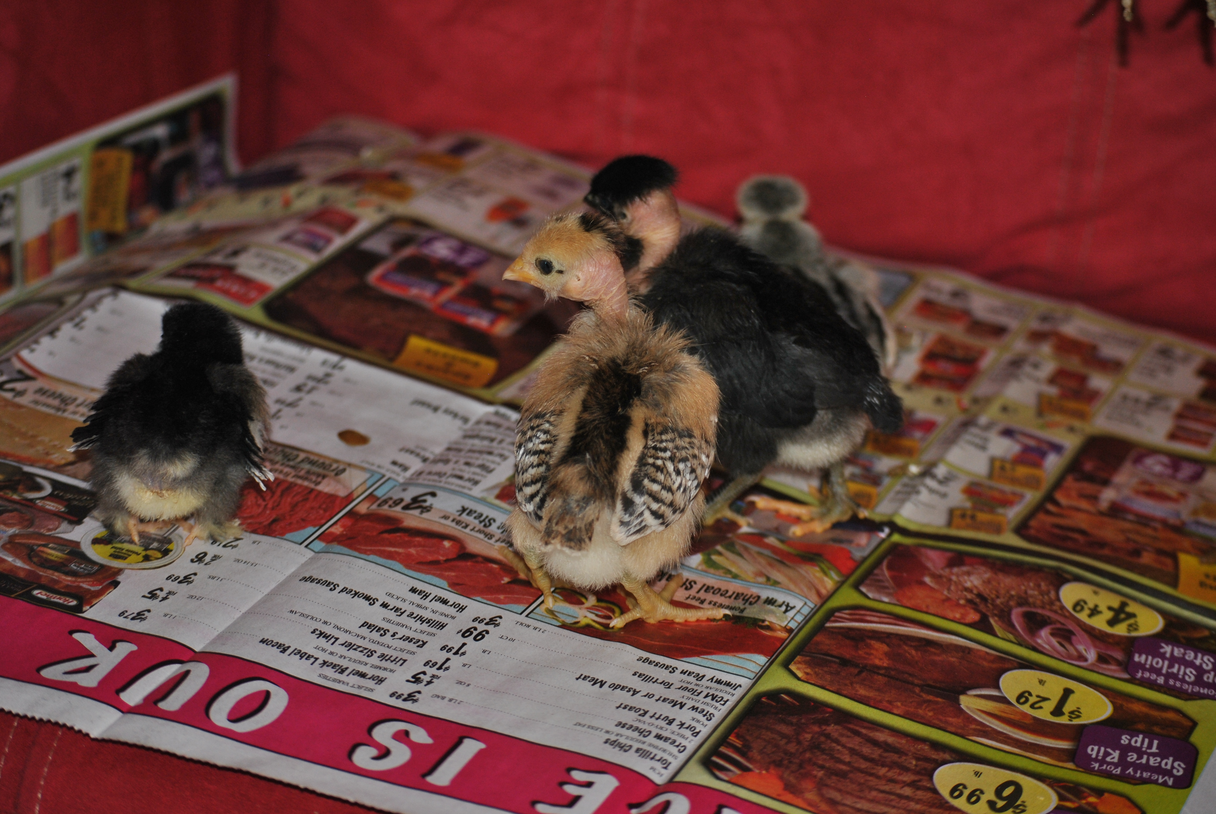 Ostrich, my favorite Turken, and Vulture, my sisters favorite Turken. First time having them and we love them.