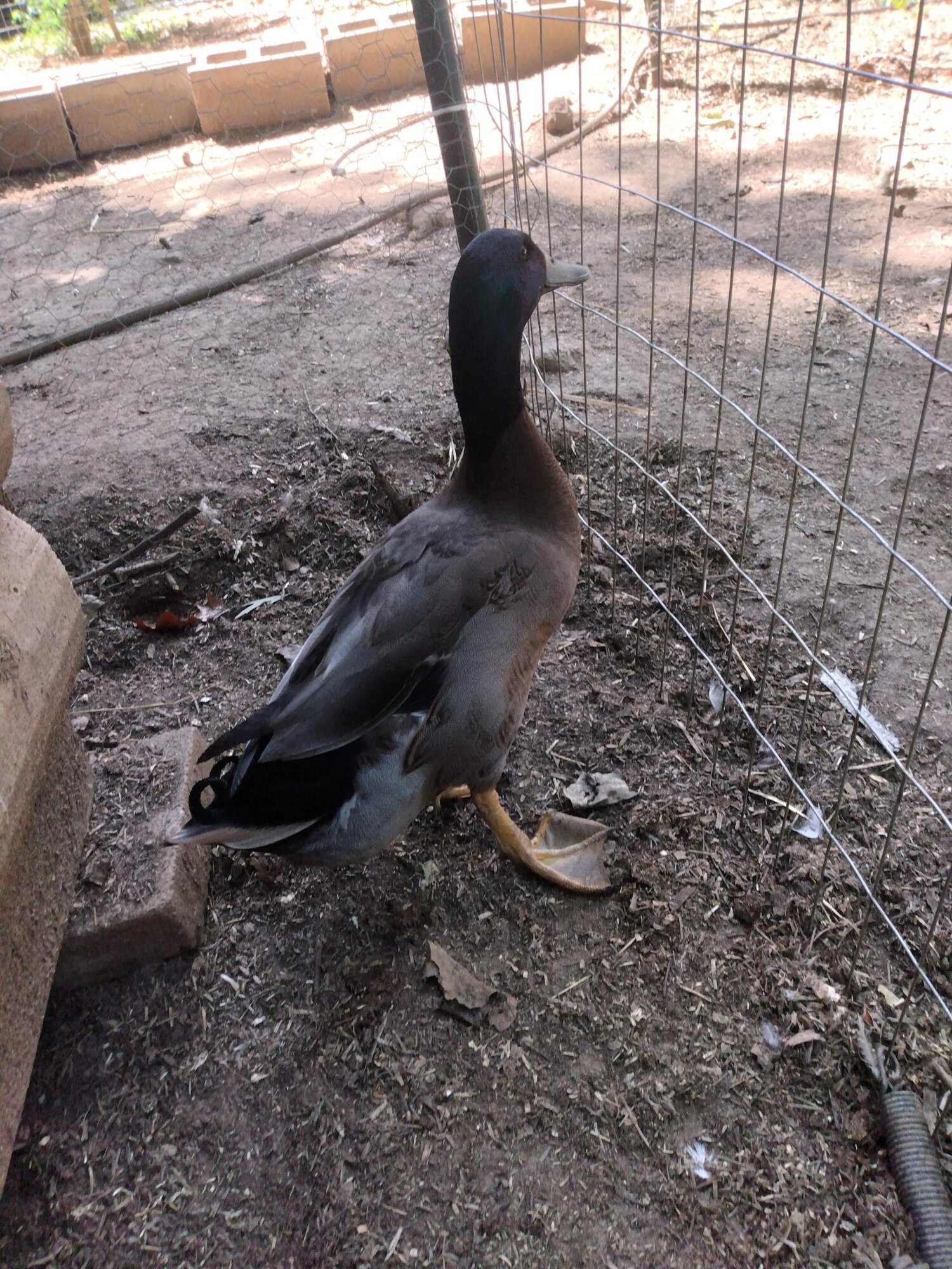 Oswald