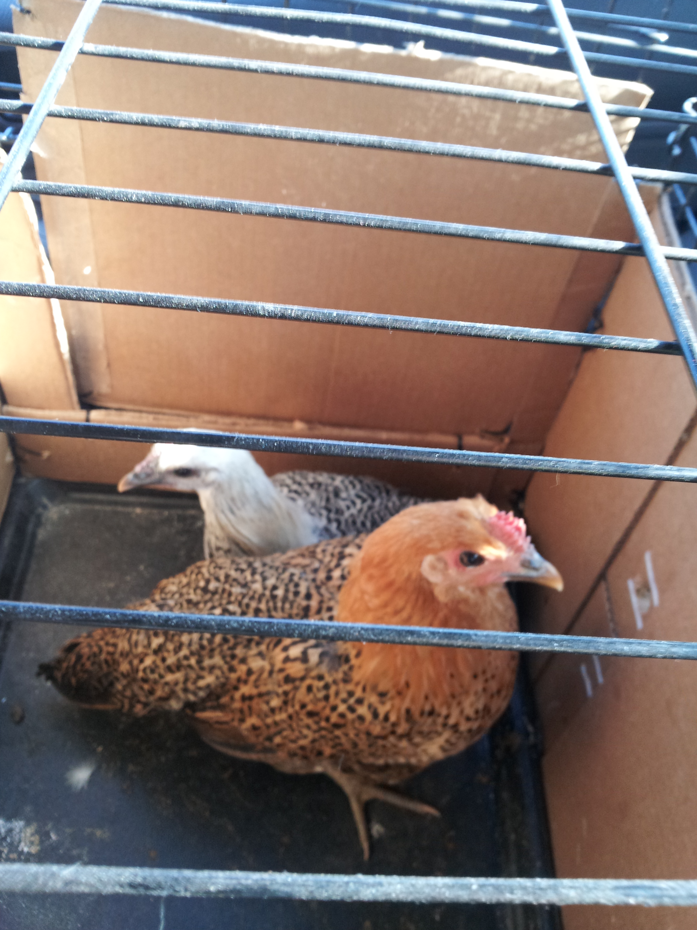 Othello and Amber (Sicilian Buttercup & Silver Campine)