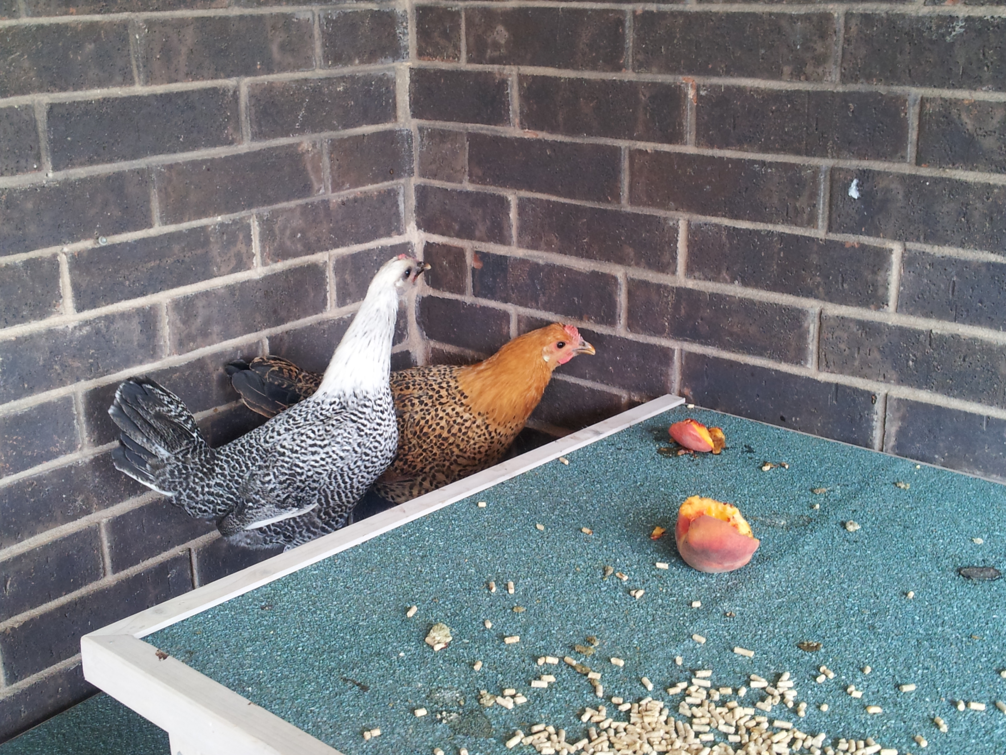 Othello and Amber (Silver Campine & Sicilian Buttercup)