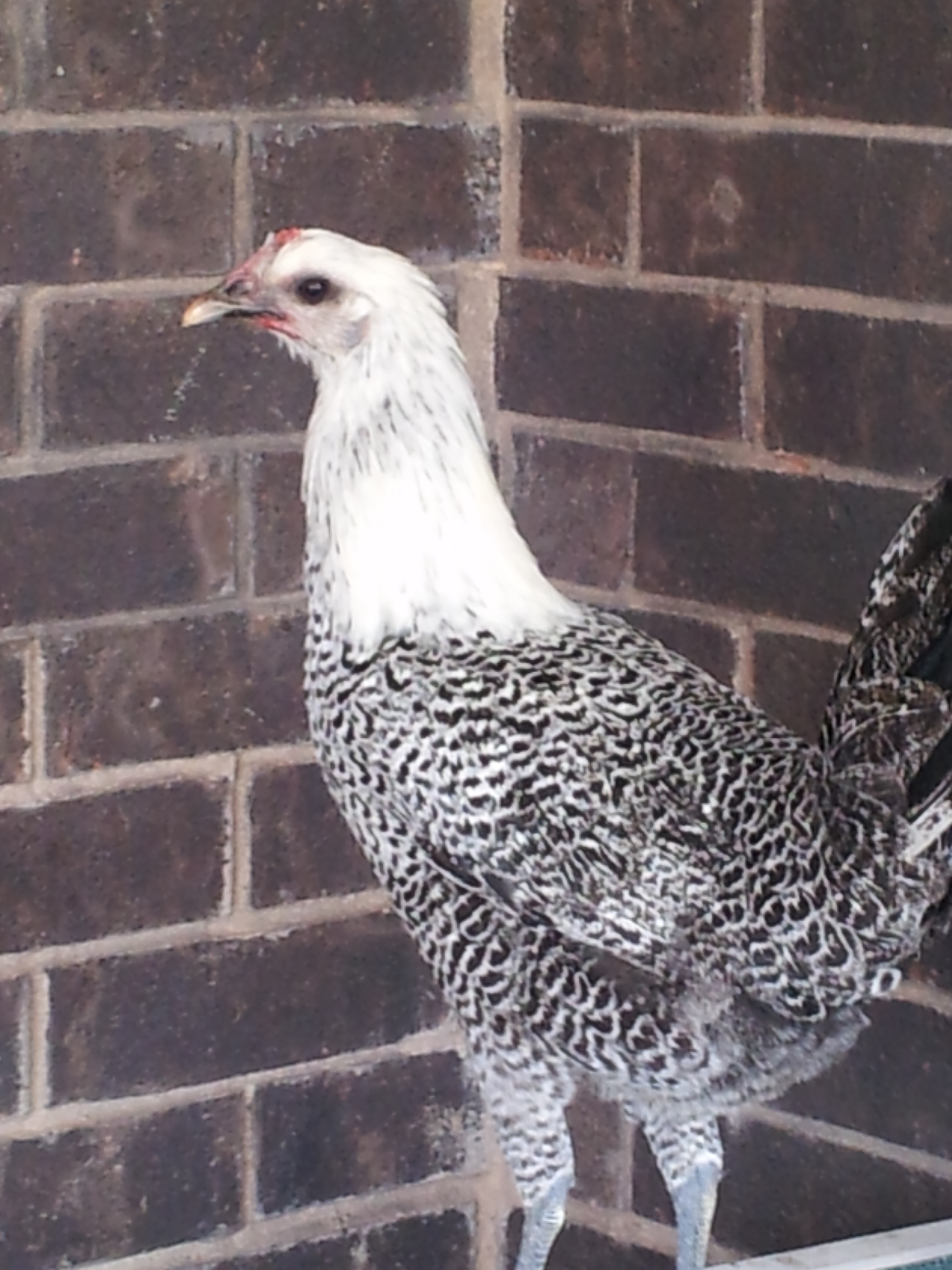 Othello (Silver Campine)