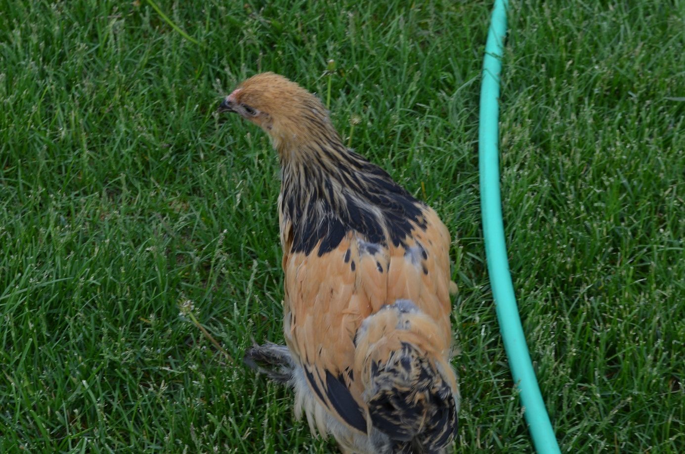 other buff with feathered back