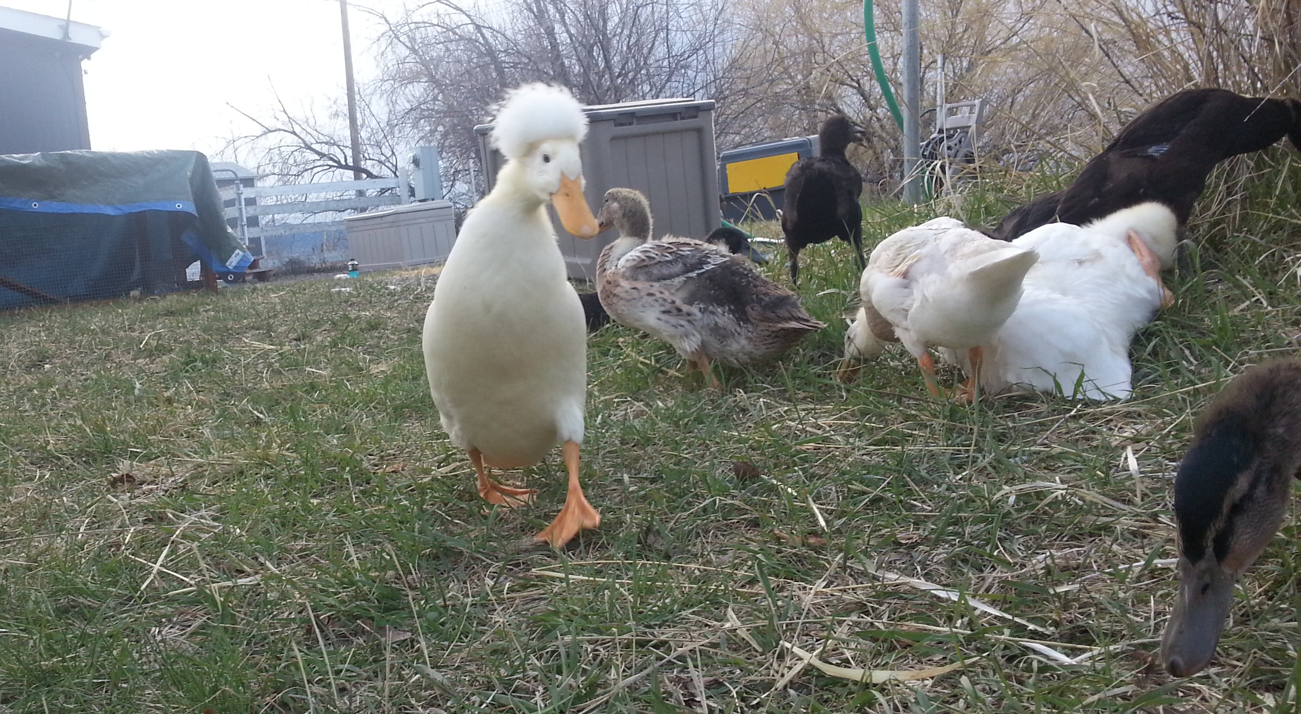 Other ducks mulling around doing ducky things tevye scuse me there