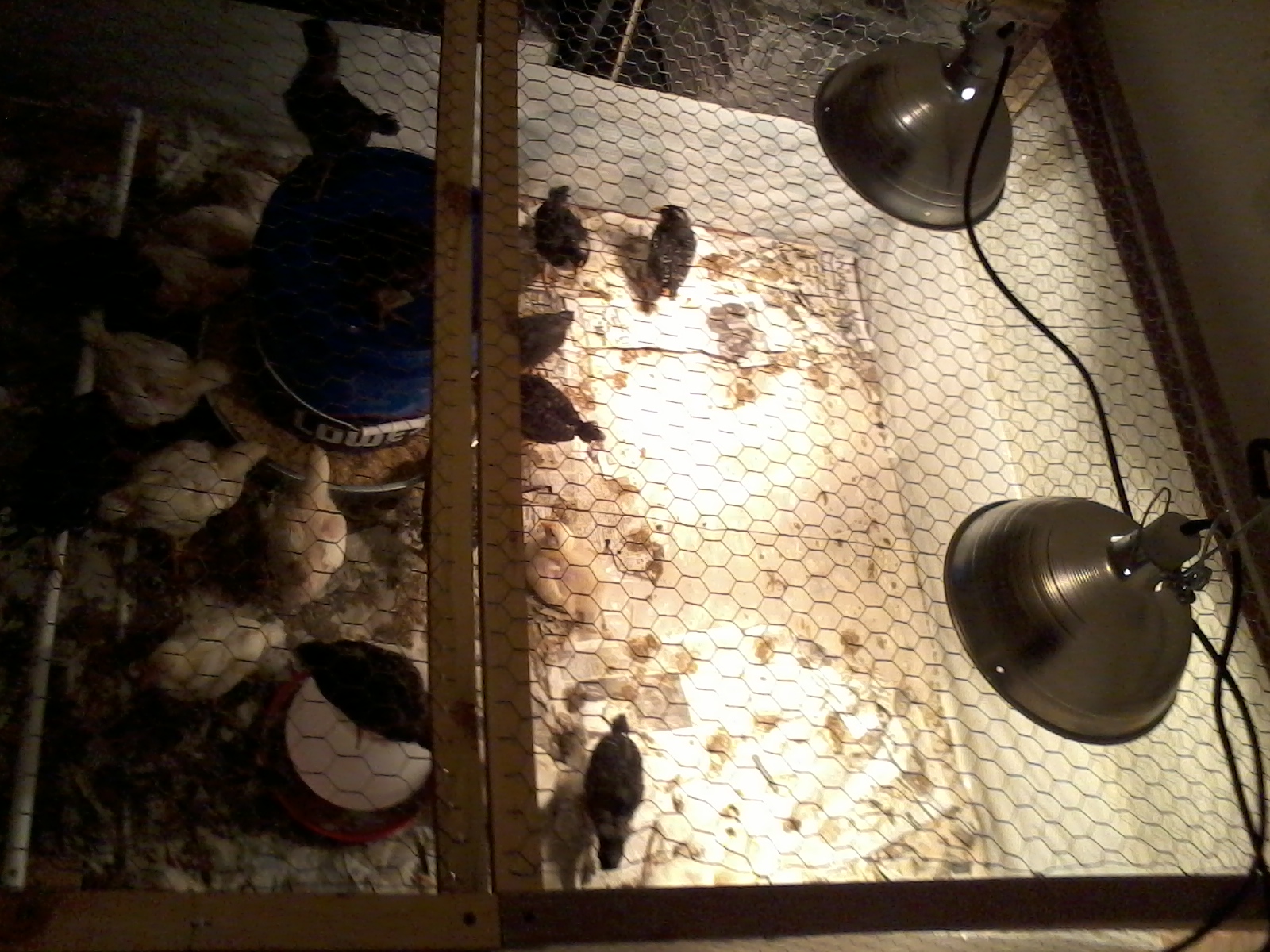 Other end with two 250W lamps. These are turned on at about 11am and off around 8 pm.
