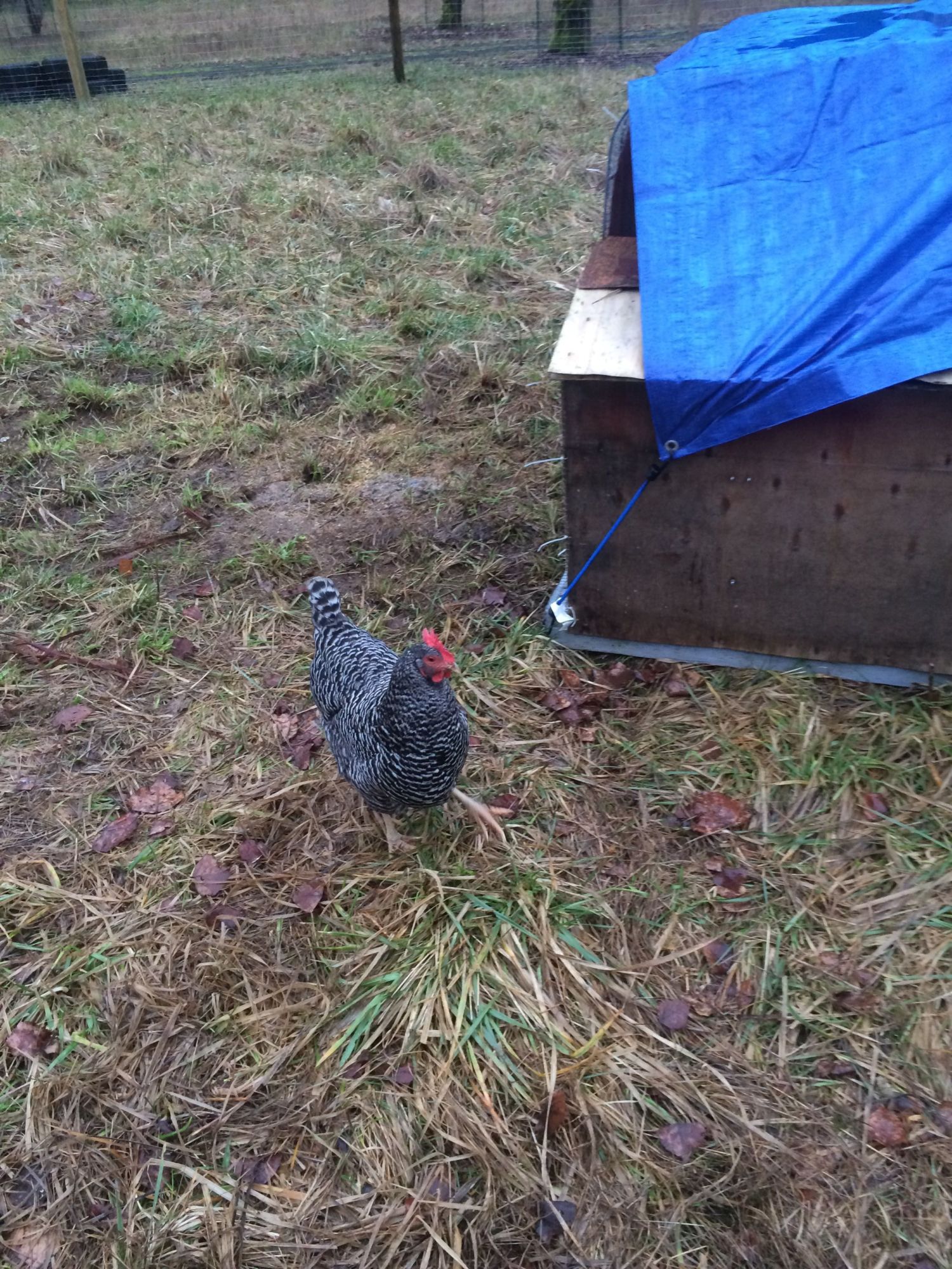 Other part of the new coop- the nest box..