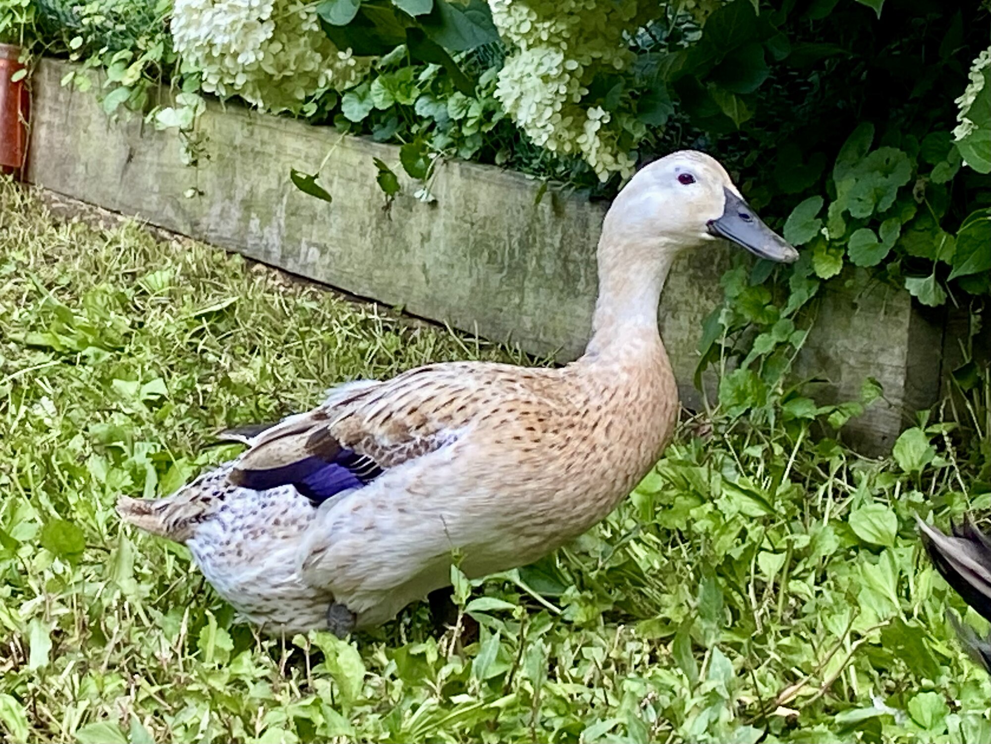 Other Poultry Show—2025 BYC Summer Fair 10b.jpg