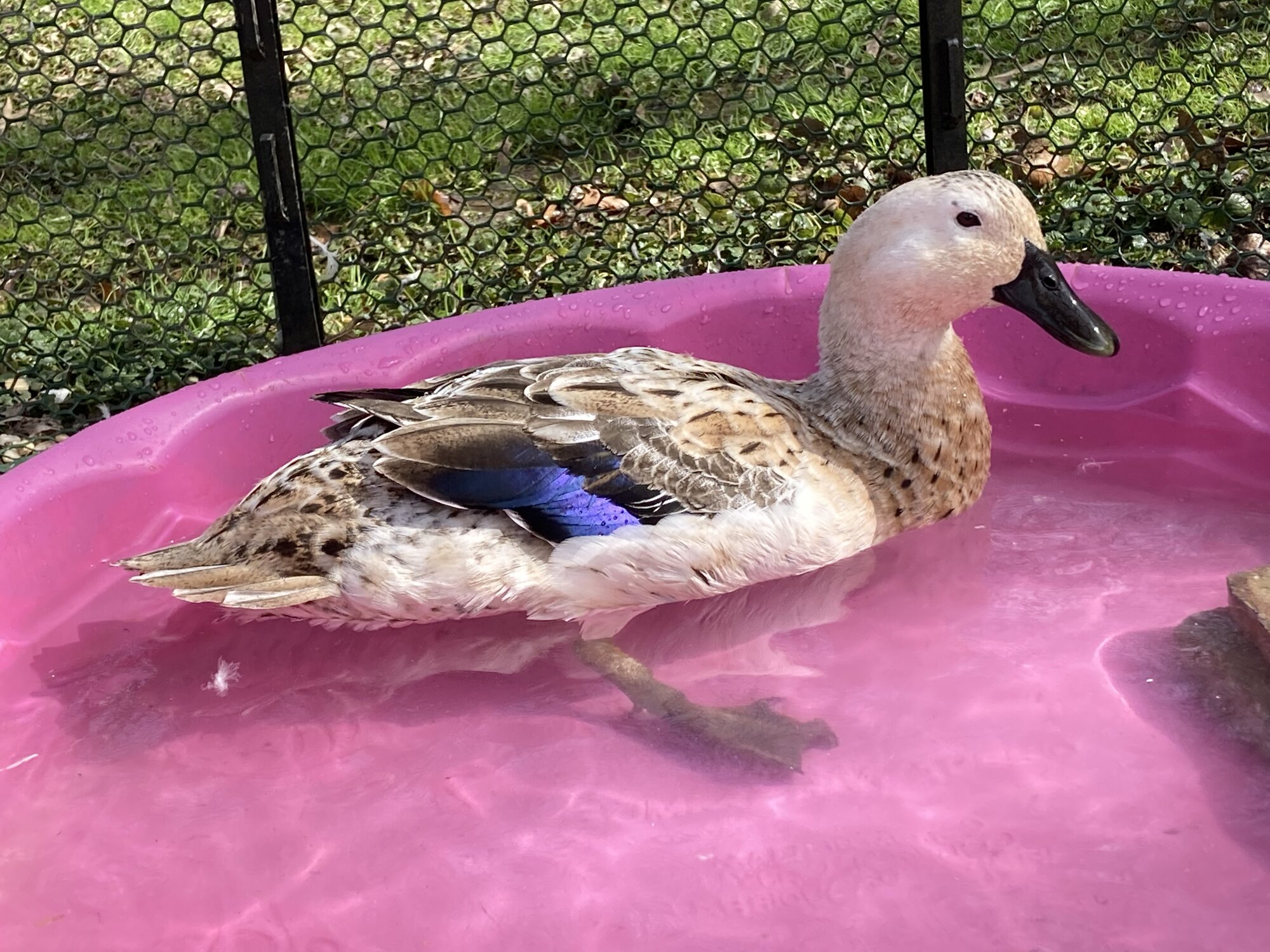 Other Poultry Show—2025 BYC Summer Fair 10c.jpg