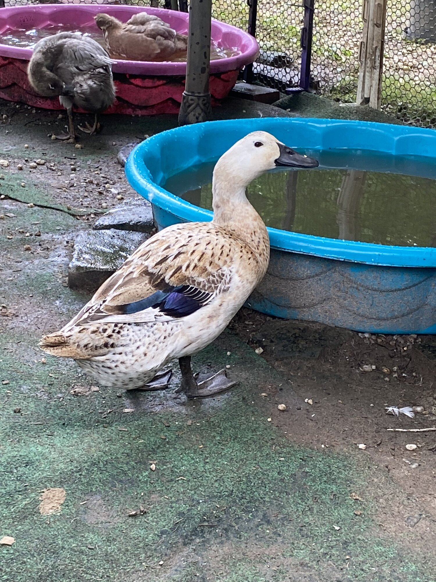 Other Poultry Show—2025 BYC Summer Fair 10d.jpg