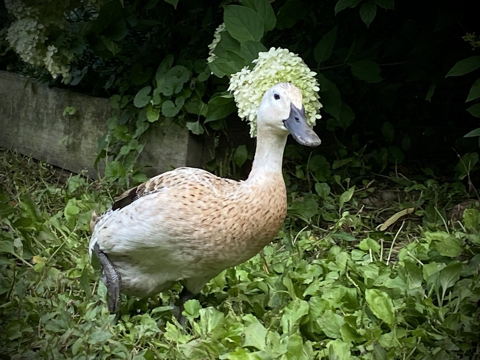 Other Poultry Show—2025 BYC Summer Fair 10e.jpg