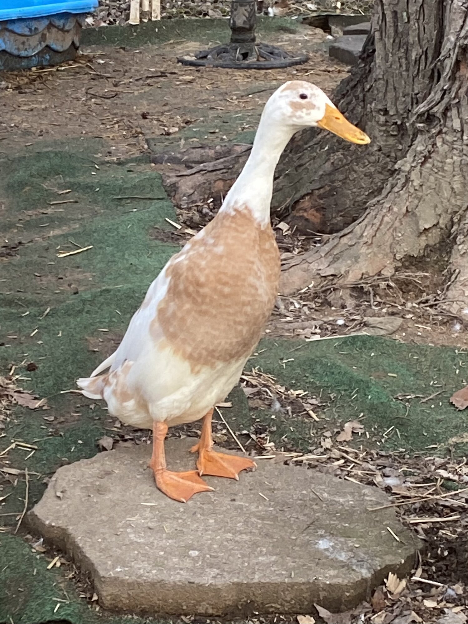 Other Poultry Show—2025 BYC Summer Fair 11a.jpg
