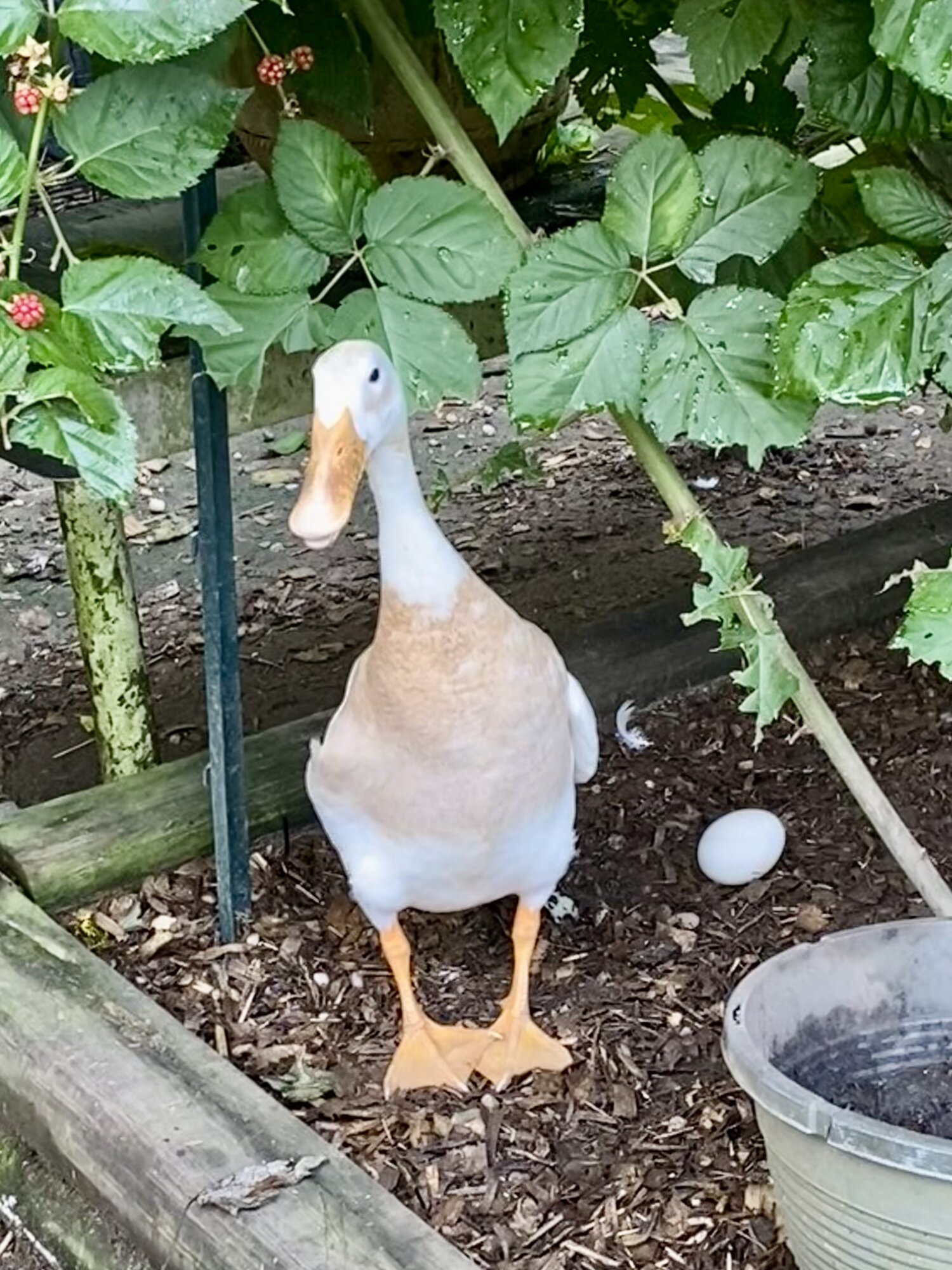 Other Poultry Show—2025 BYC Summer Fair 11c.jpg