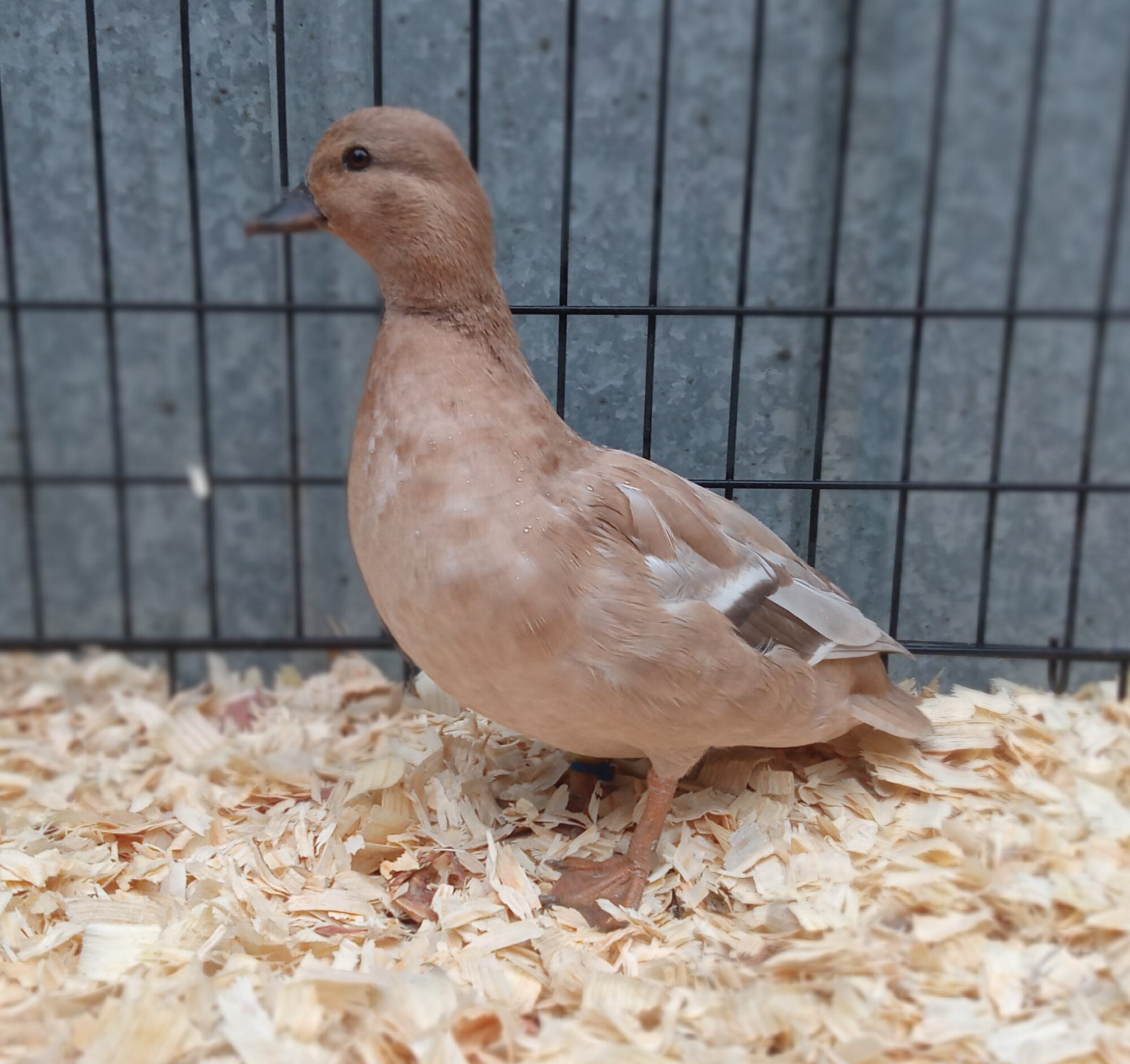 Other Poultry Show—2025 BYC Summer Fair 14a.jpg