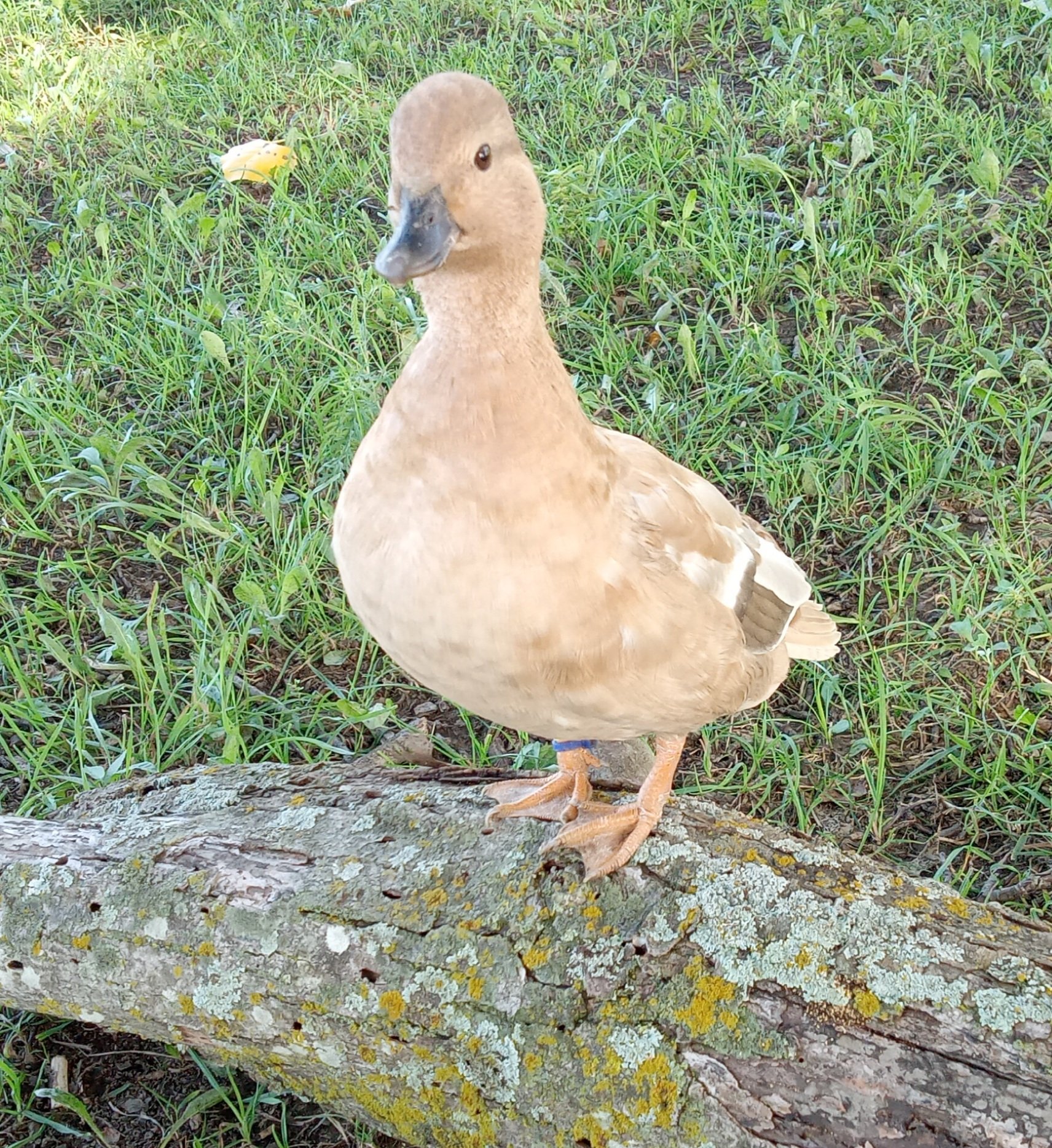 Other Poultry Show—2025 BYC Summer Fair 14b.jpg