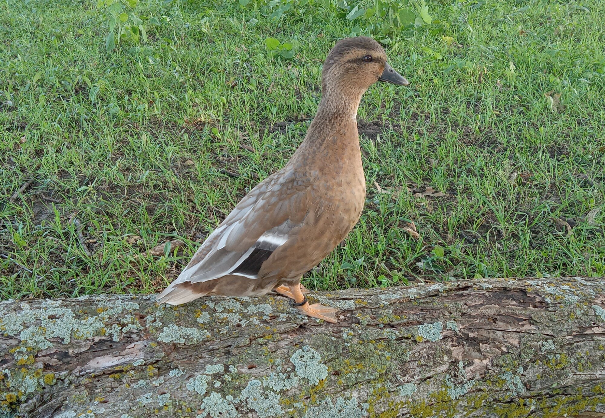 Other Poultry Show—2025 BYC Summer Fair 16a.jpg