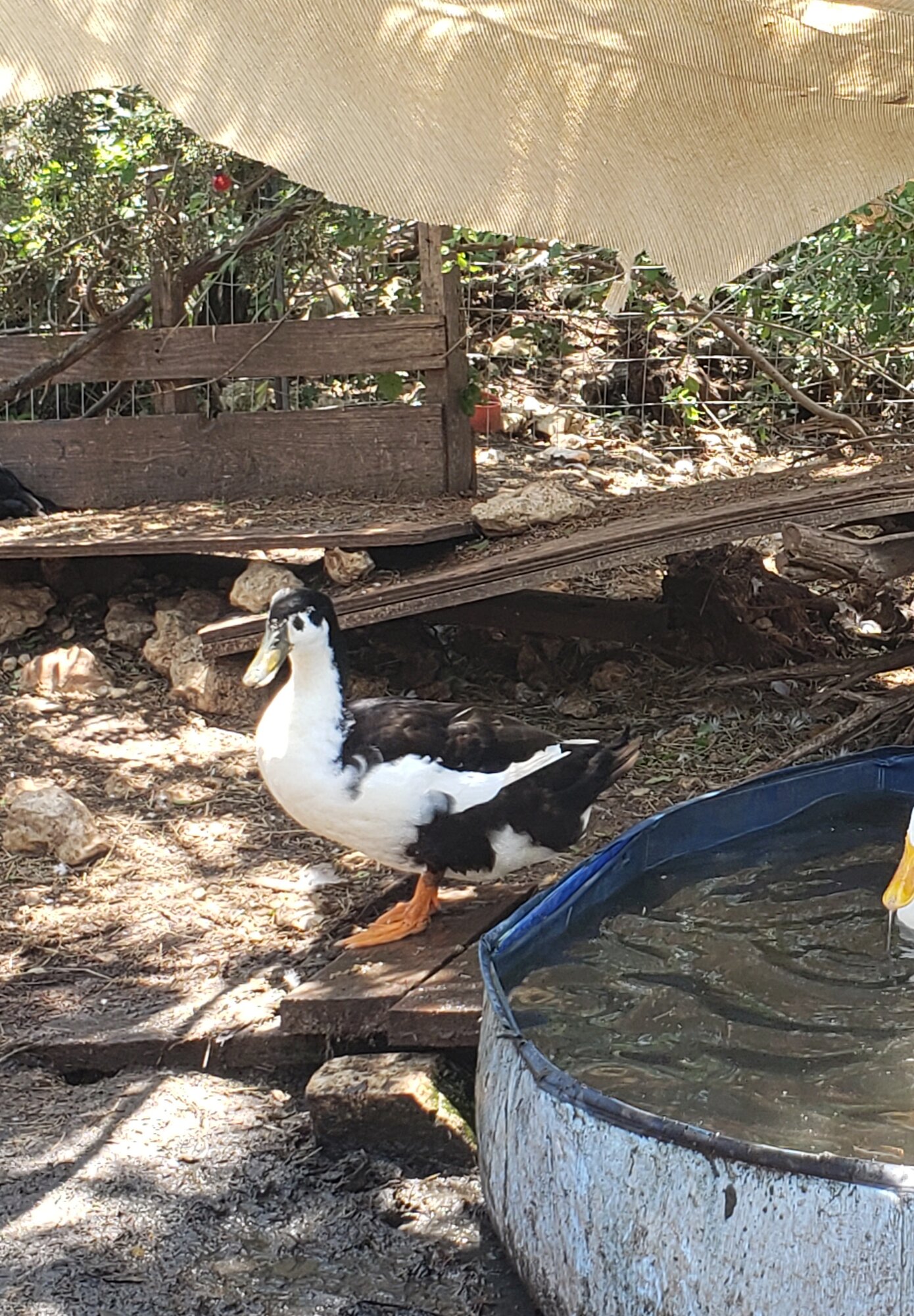 Other Poultry Show—2025 BYC Summer Fair 4b.jpg