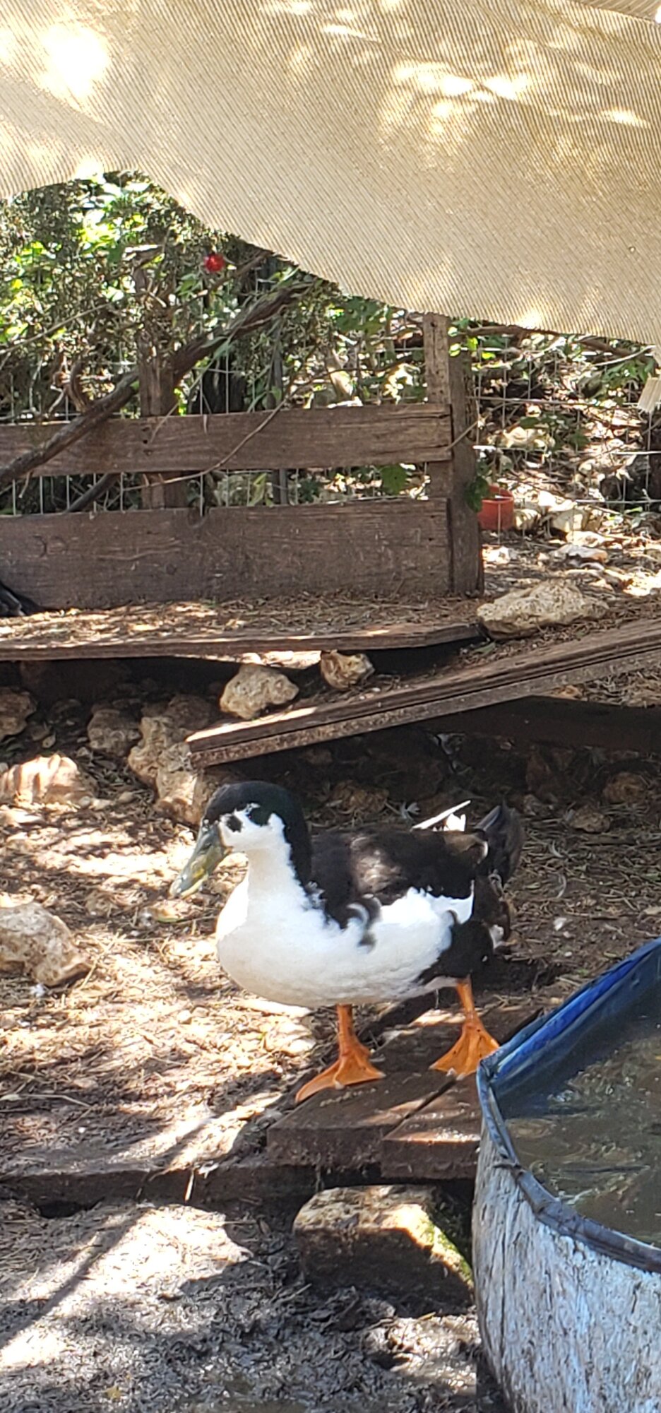 Other Poultry Show—2025 BYC Summer Fair 4e.jpg