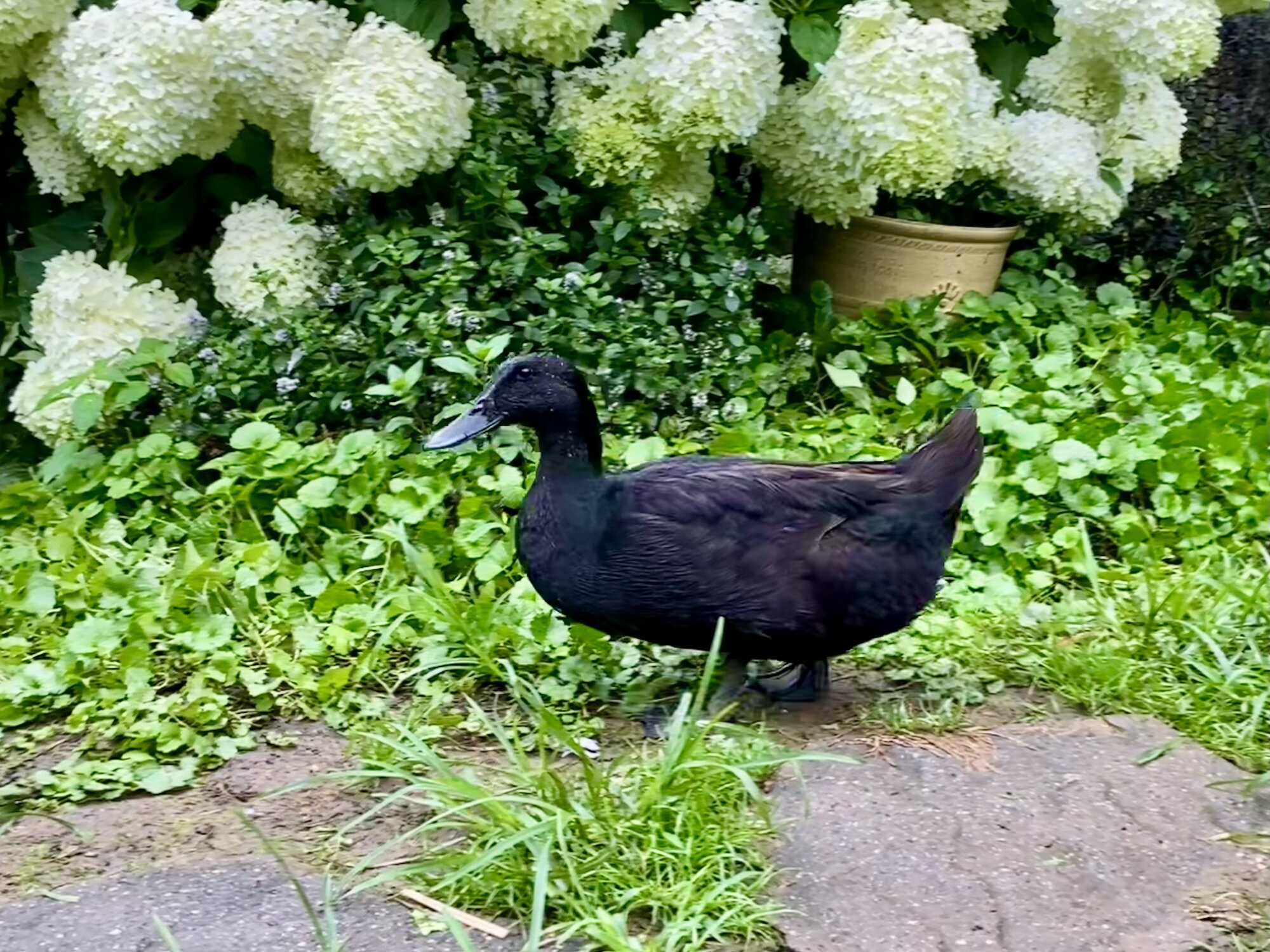 Other Poultry Show—2025 BYC Summer Fair 5a.jpg
