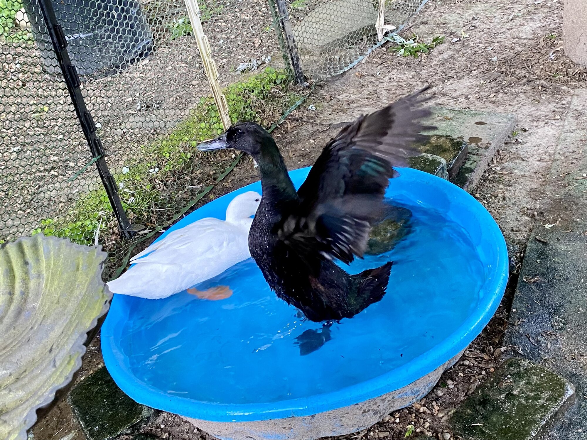 Other Poultry Show—2025 BYC Summer Fair 5d.jpg
