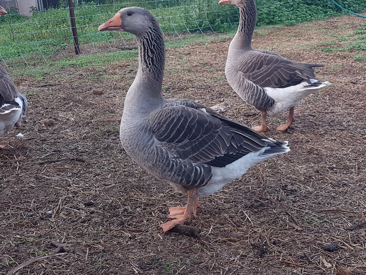 Other Poultry Show—2025 BYC Summer Fair 6a.png