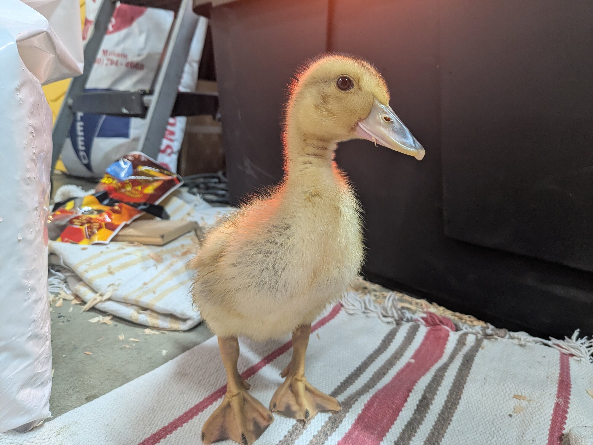 Other Poultry Show—2025 BYC Summer Fair 7.jpg