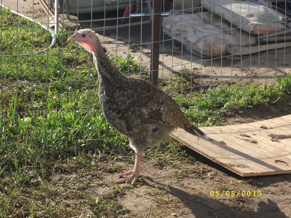 Other turkey