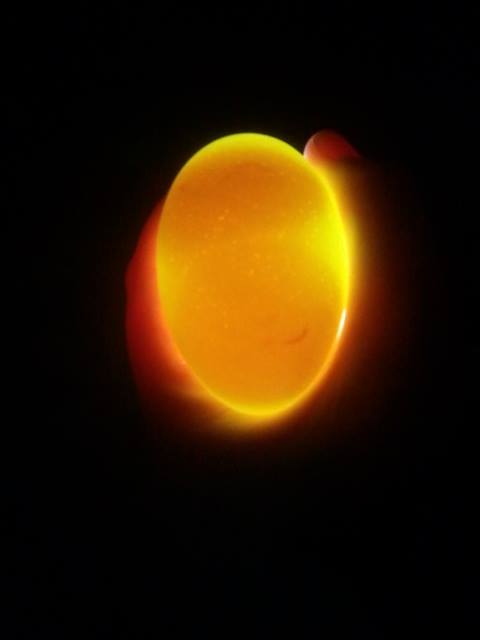 *
otherside yolk #2