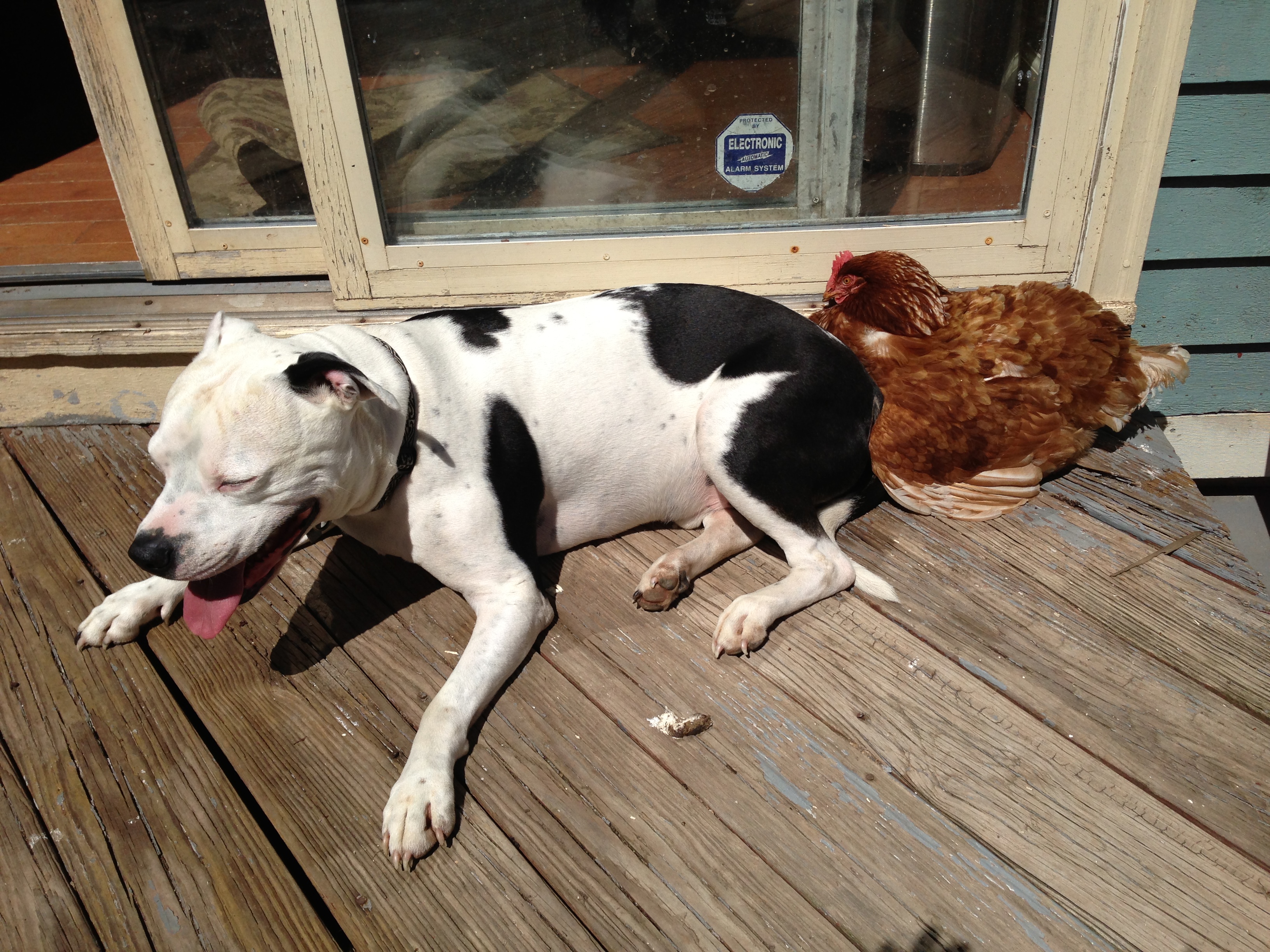 Otis the pit bull and my RIR basking in the sun