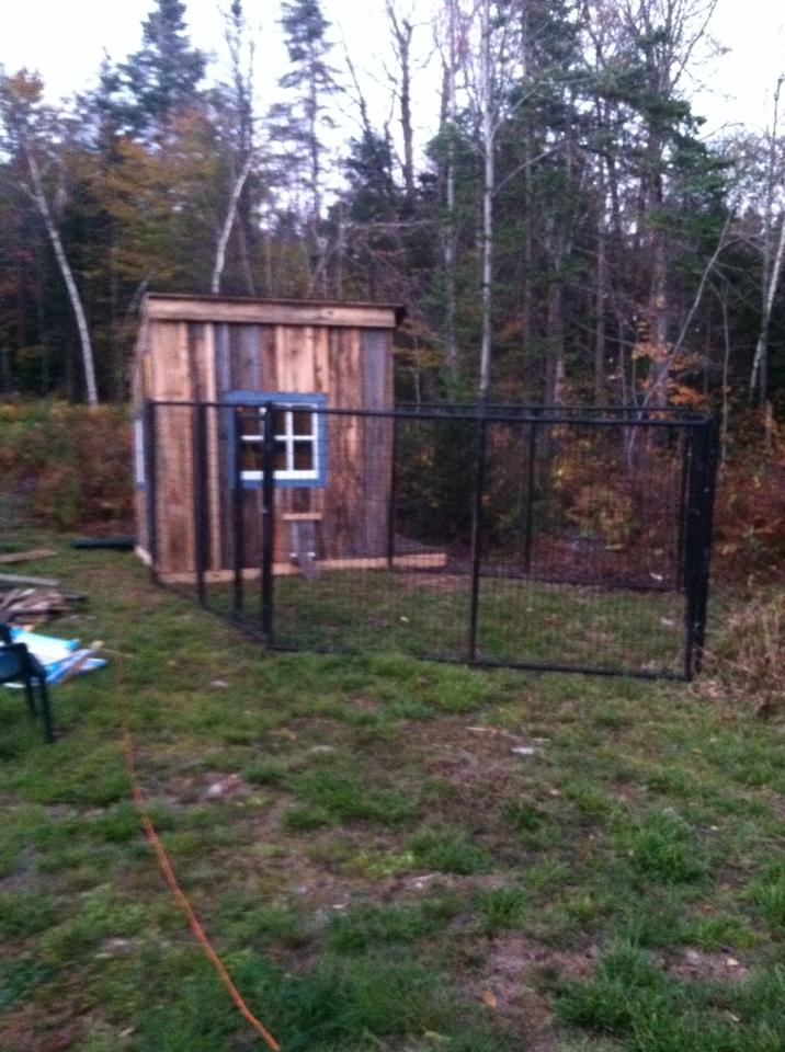Our $150 coop, made with repurposed materials and new 2x4's
A dog kennel for a run