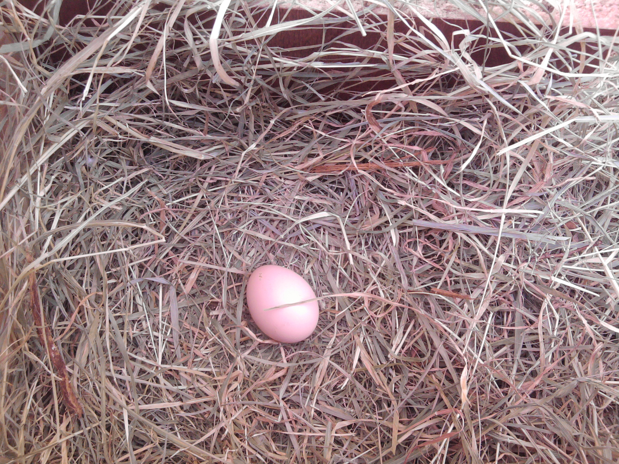 our 1st egg