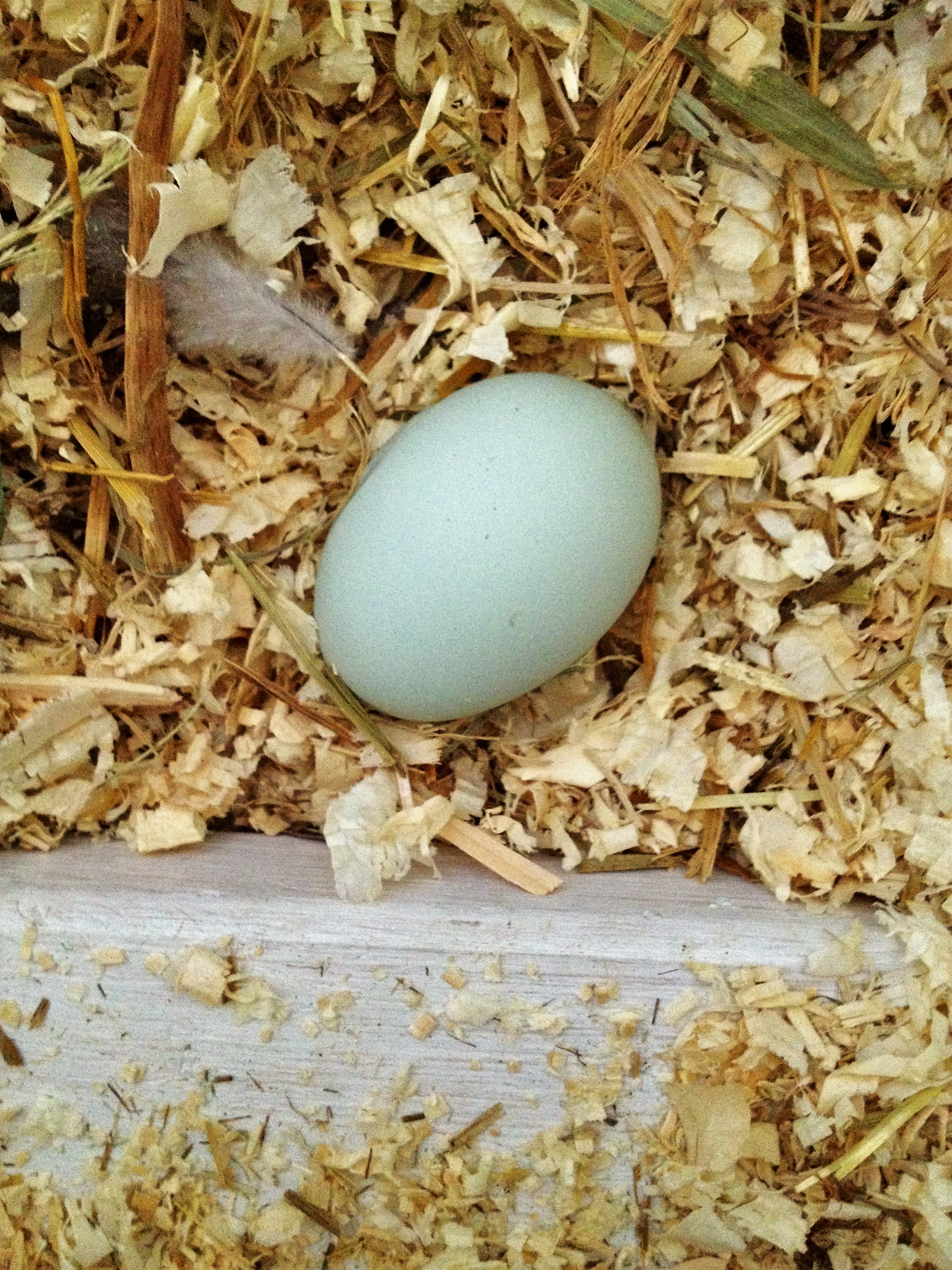 Our 1st egg!!!
