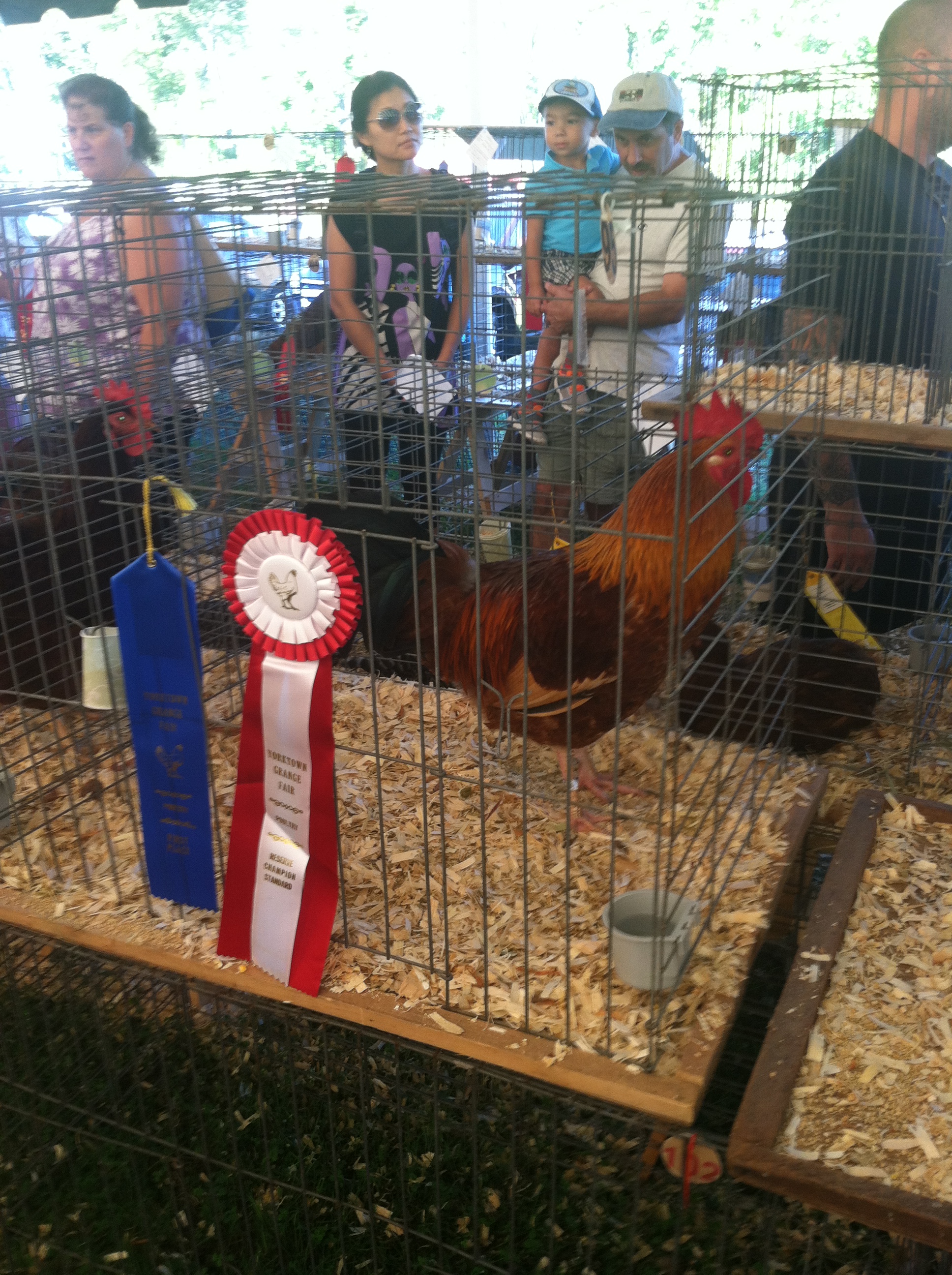 Our 1st place ribbon winning cock Shamus