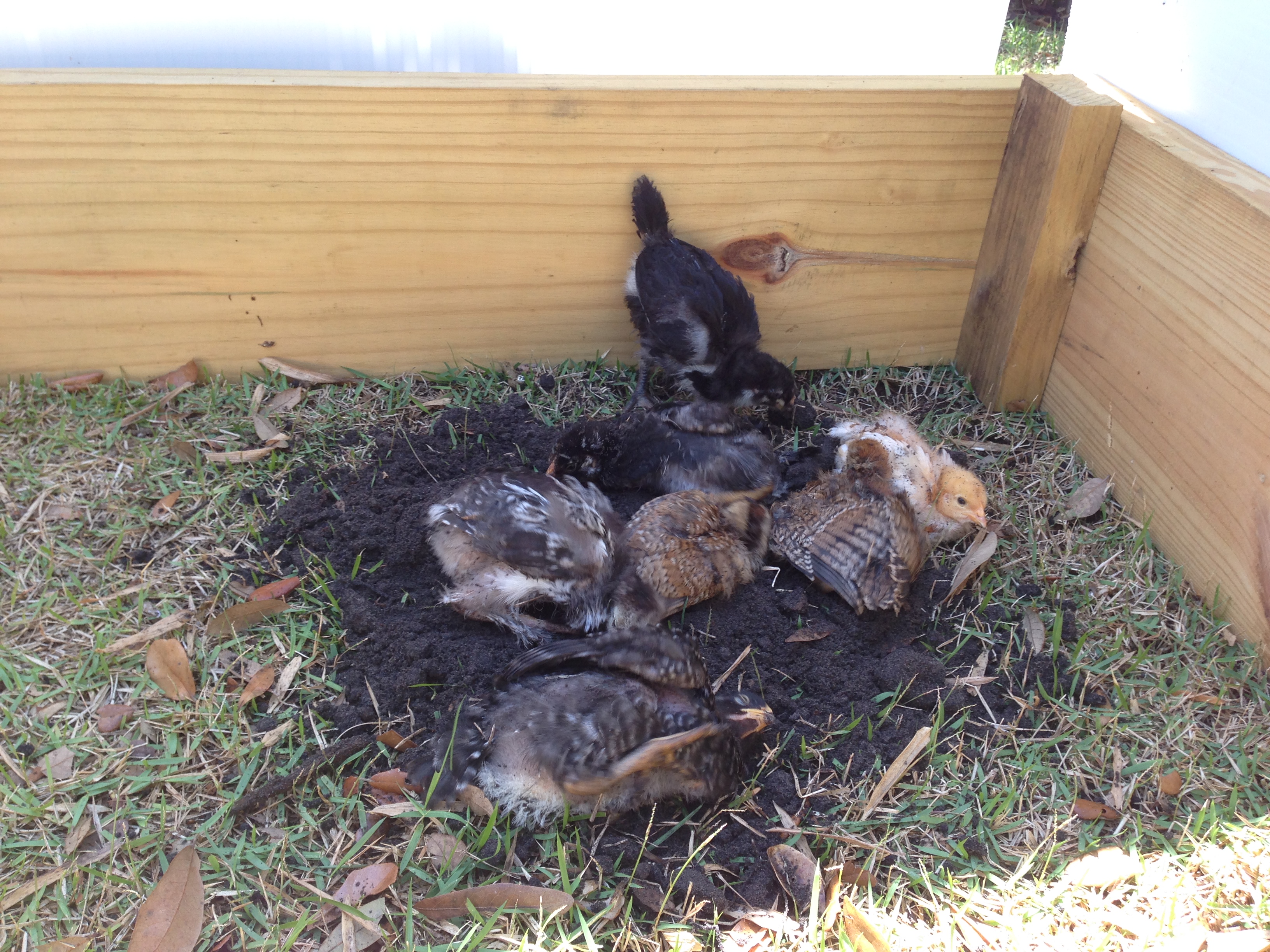 Our 2 & 3 week old chicks enjoy a dirt bath. Starting from the front sleeping chick and moving clockwise they are:
Sleeping chick in front - Sigy - Barred Plymouth Rock - 3 weeks, 2 days old. 
Middle Left - Fluffy - Light Brahma - 3 weeks, 2 days old.
Black chick laying down in back - Stripey - Silver Laced Wyandotte - 3 weeks, 2 days old.
 Black chick standing in back - Helga - Australorp - 3 wks, 2 days old.  
Yellow chick on right - Pumpkin - Golden Comet - 2 wks, 2 days old.  
2 Middle brown chicks - Cleopatra & Bandit - Easter Eggers - 2 wks, 2 days old.