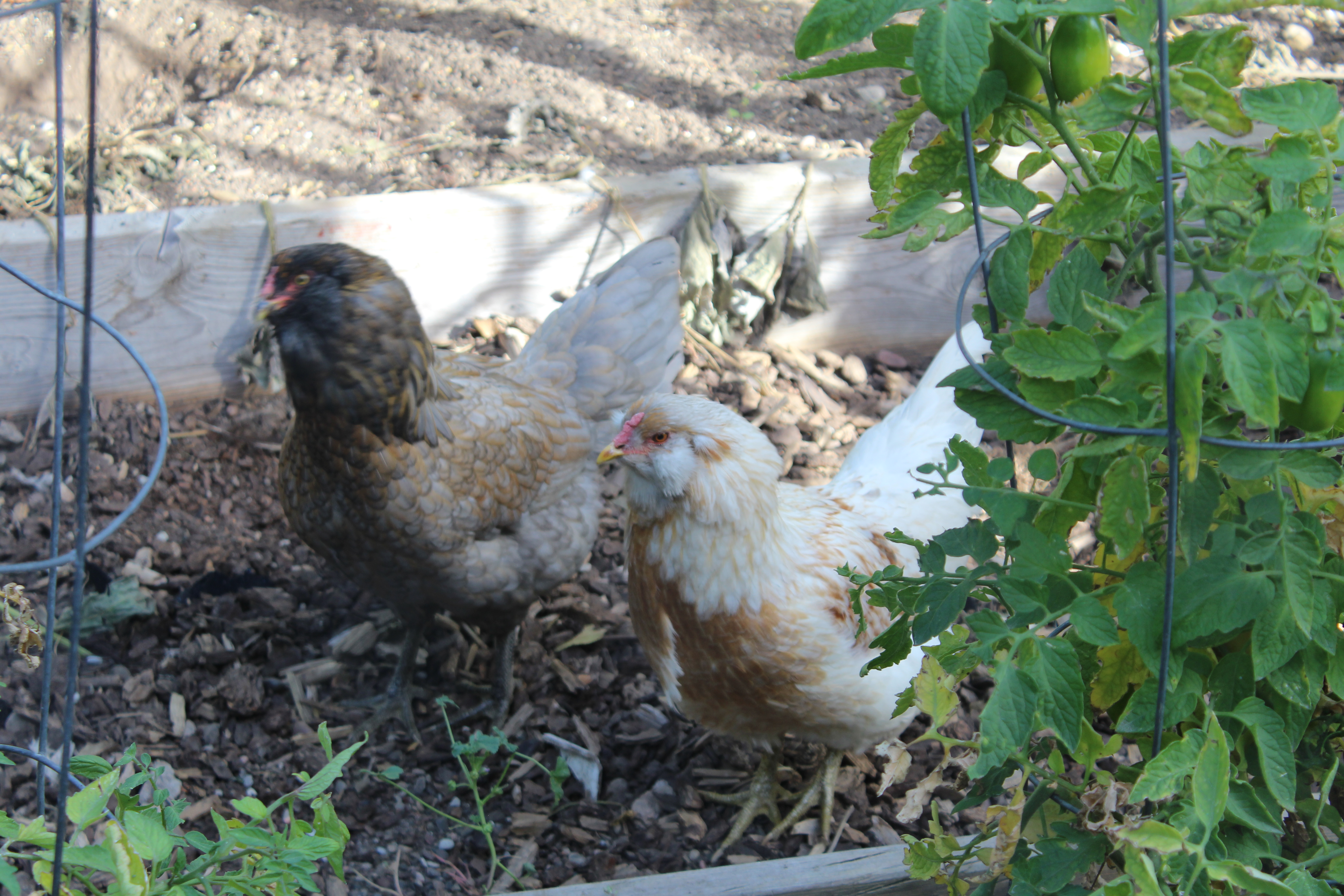 Our 2 Araucana's  Suki (left) and Mushu on the right