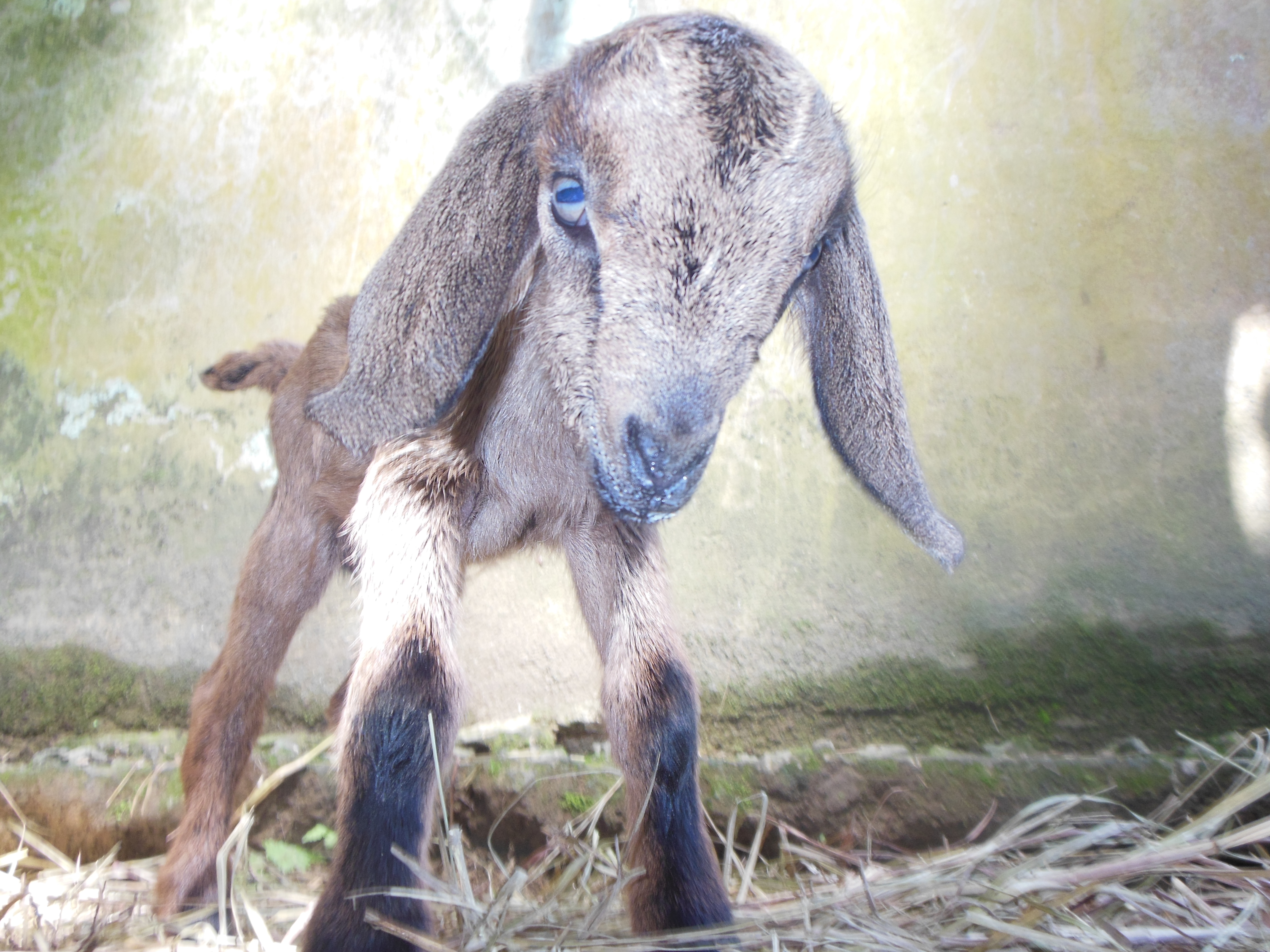 Our 2 day old buckling "RAYO"