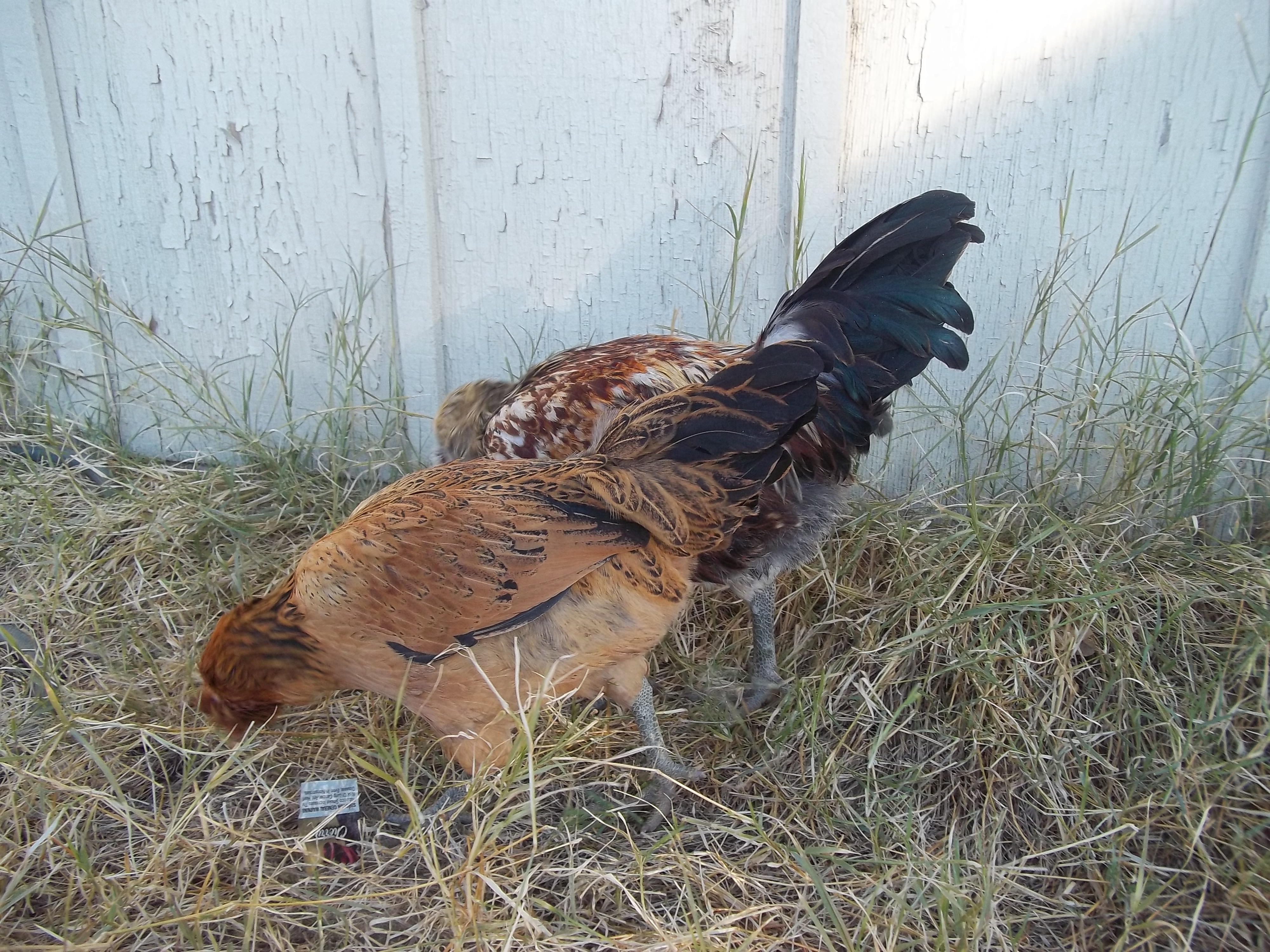 Our 2 Easter Eggers.