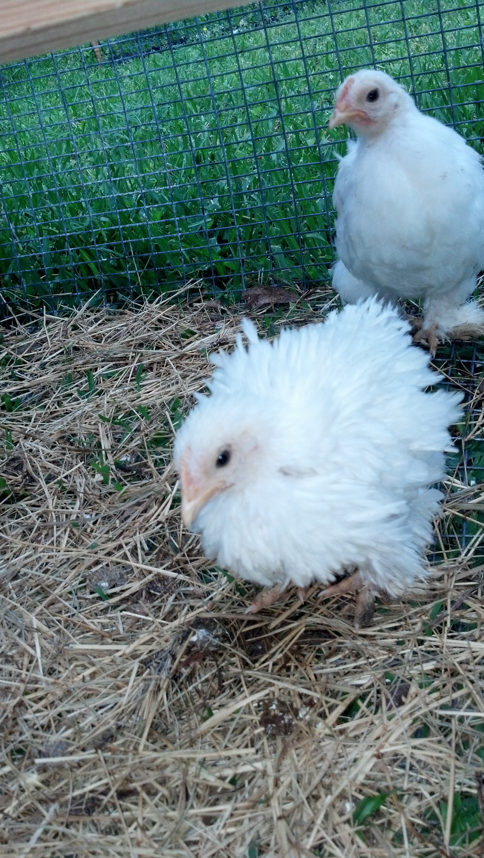 Our 2 little White Bantams.  "Tiny" in the back, with her nice smooth  feathers.  And "Frizz" in the front with her toussled feathers.  They are both super sweet and have a good calm temperment.