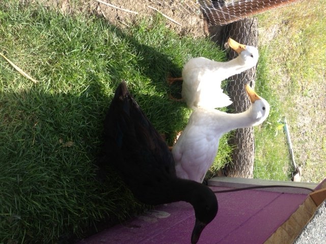 Our 2 new Pekin Ducks to be friends with our 1 Cayuga