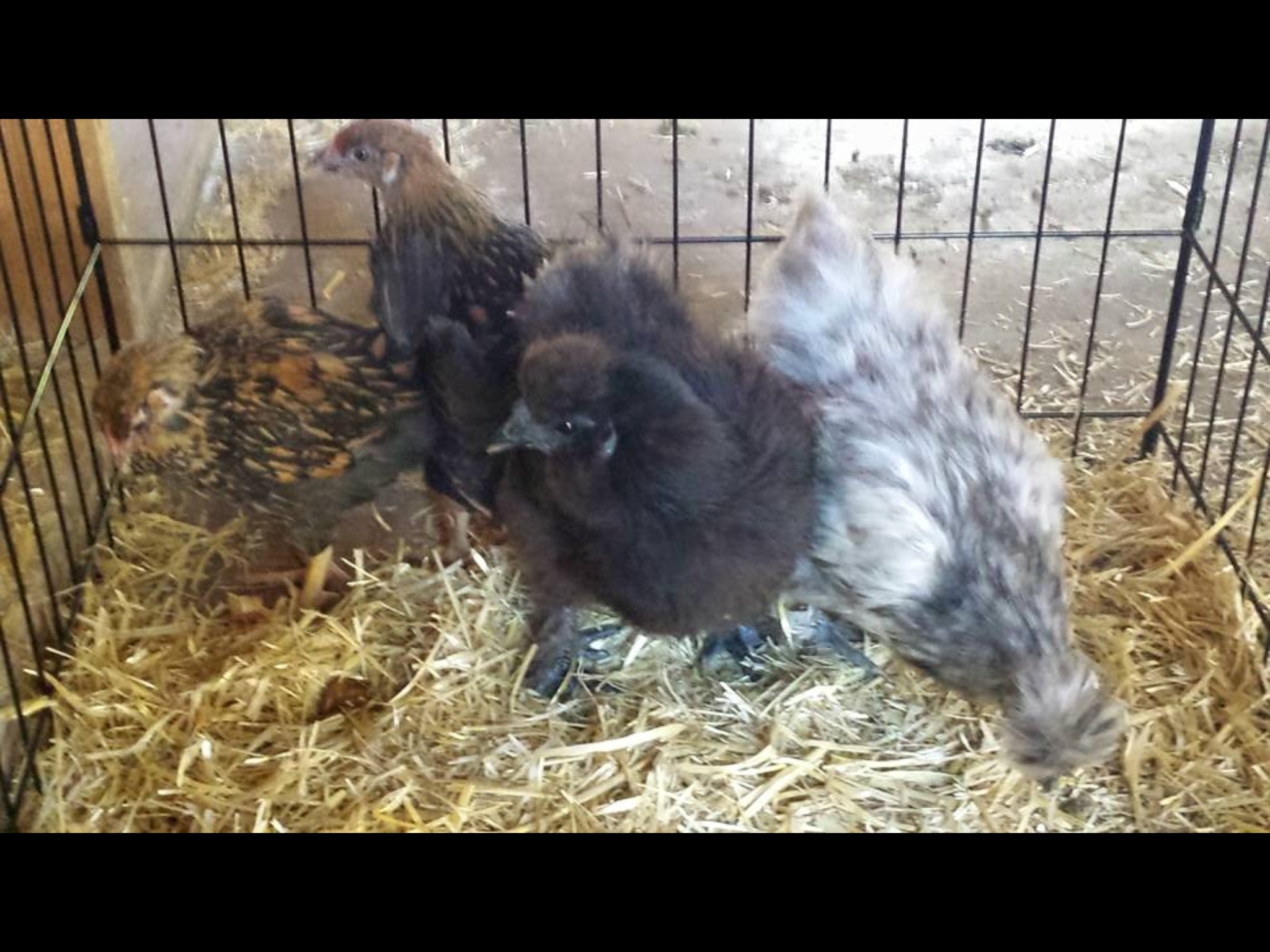 Our 2 new silkies! :) already layed me an egg!