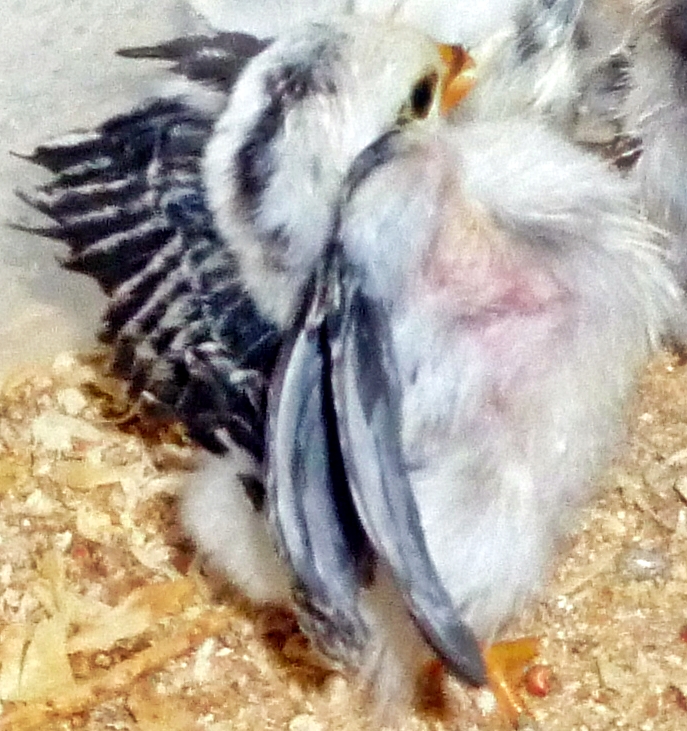 Our 2014 chicks are on the Ground and look at that type !! Big forward breast, arched neck, nice wings, and centered feet, off to a good start, all these chicks are sire by our 12 ounce Crele roo that won Best Type. We will put about 100 chicks on the ground from him, then rotate his smaller brother in...well maybe.