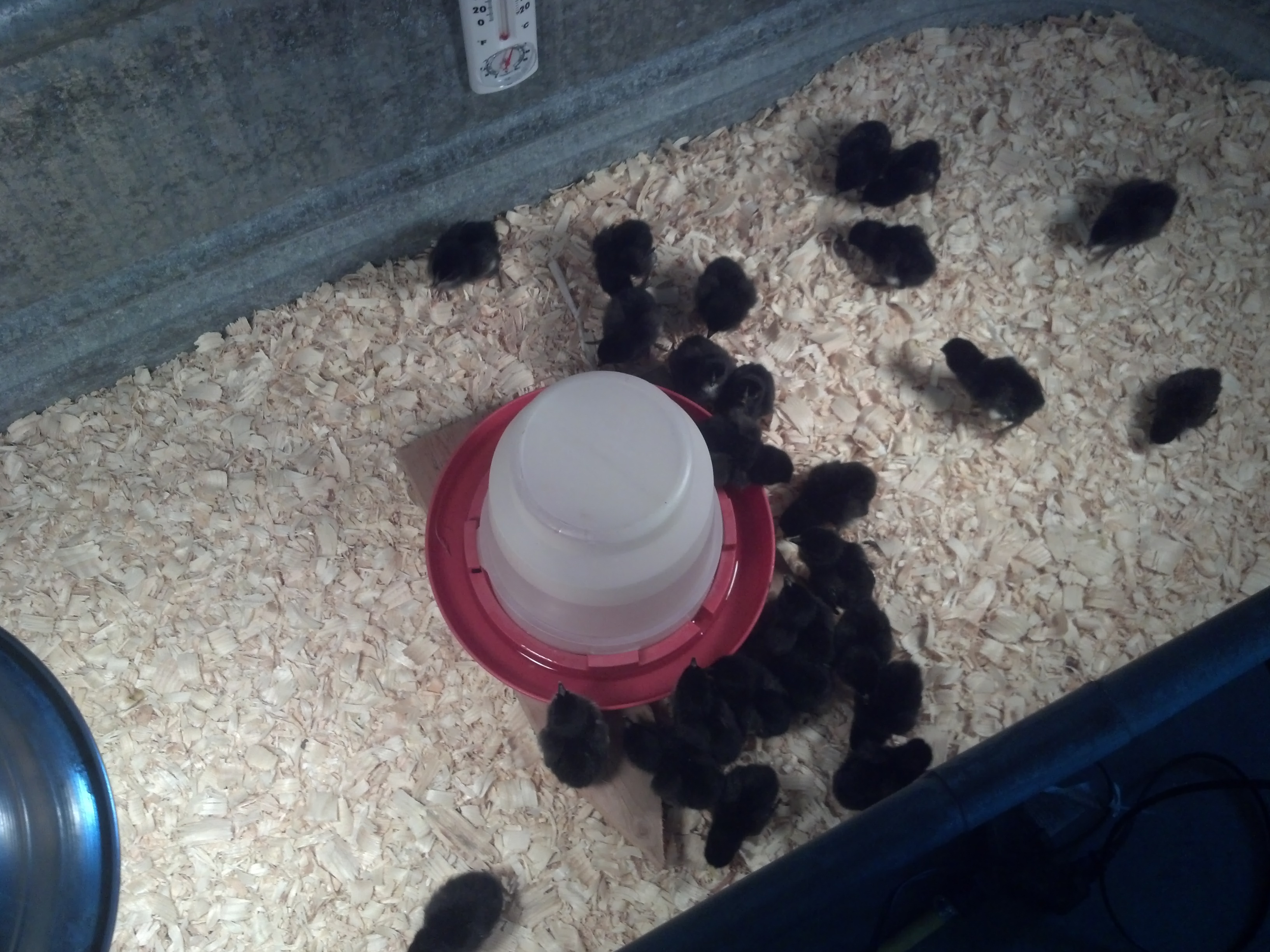 our 25 4-H Black Sexlink babies arrived 4/30/12. They are precious