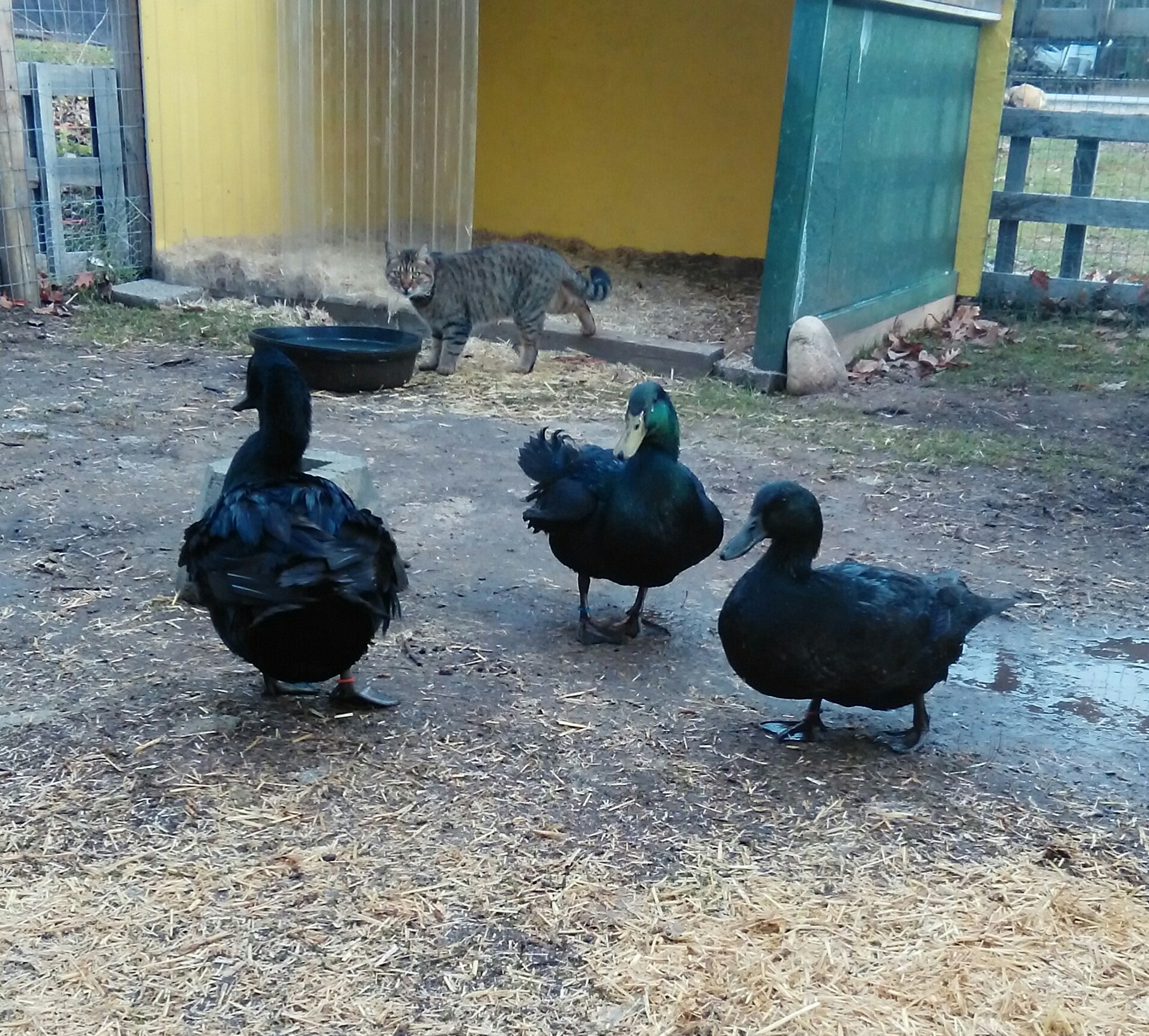 Our 3 Cayugas (Helios, Sellene & Lucy) and Chaos in the paddock.